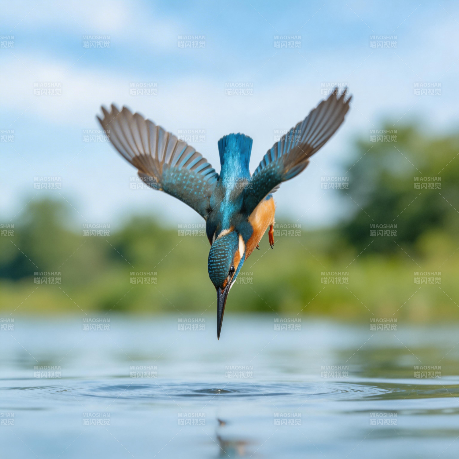 翠鸟掠水捕食图片