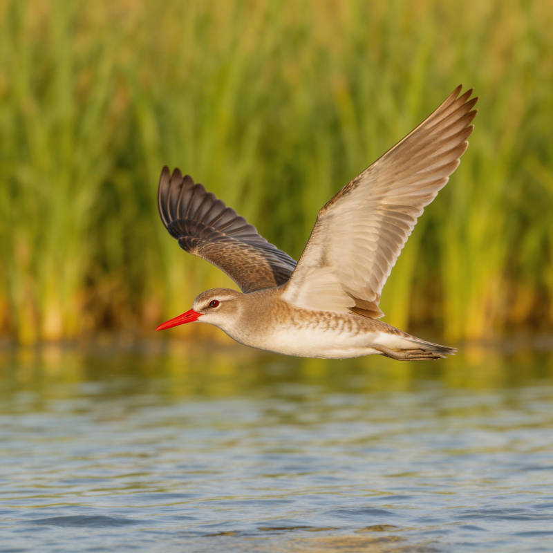 红嘴鹬飞翔水面图片