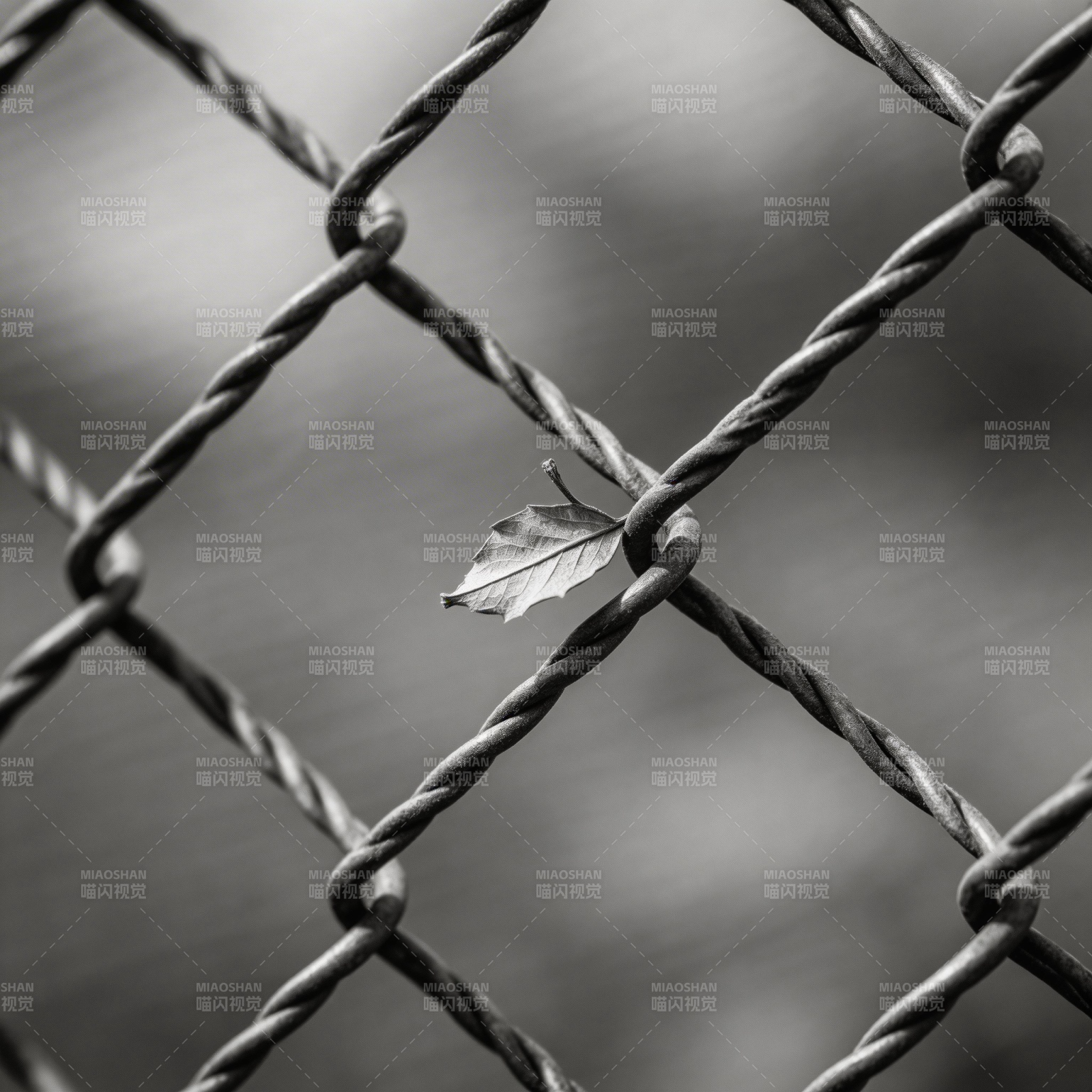 叶落铁网间图片