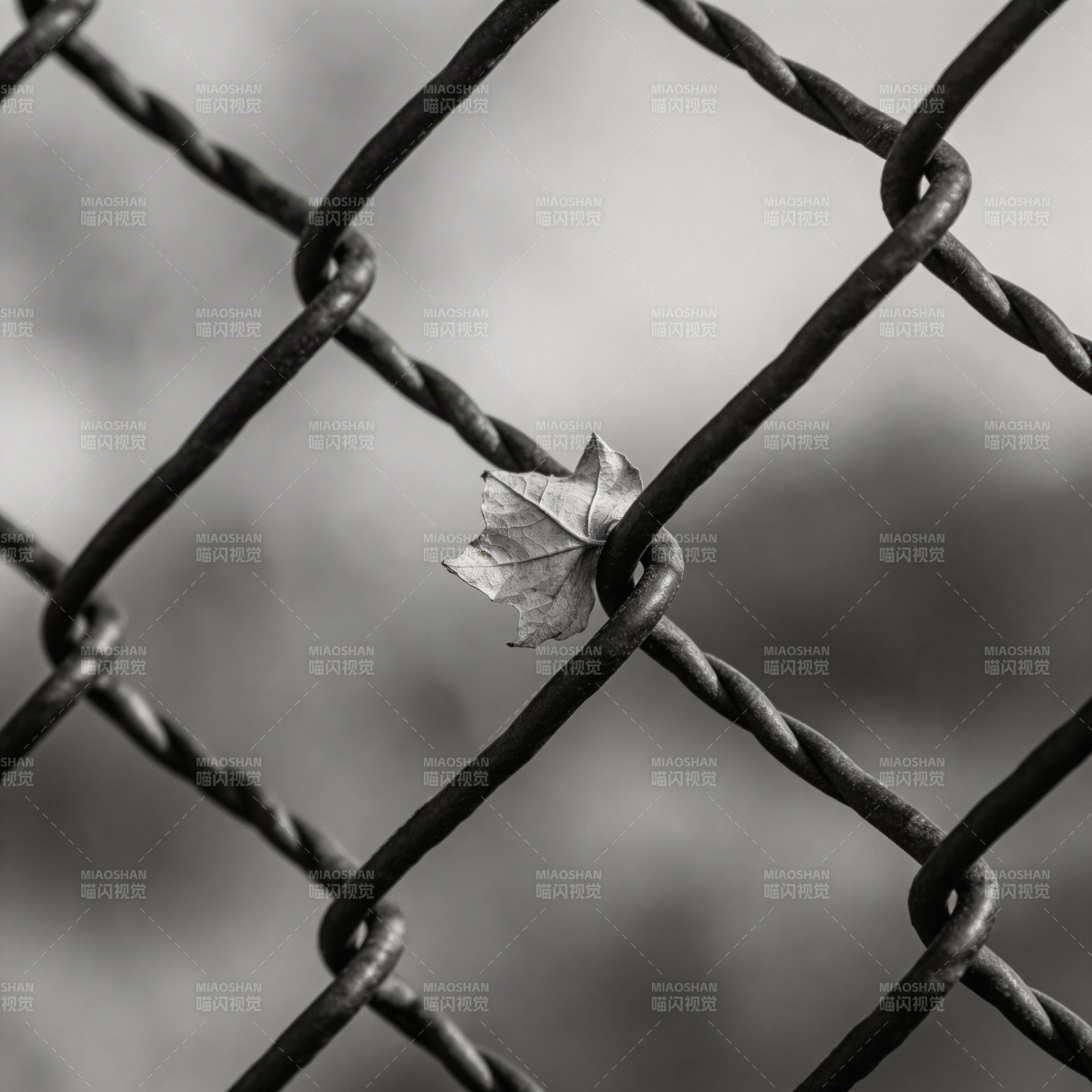 叶落铁网间图片