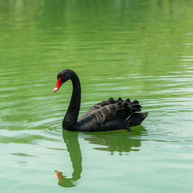 黑天鹅悠游碧水图片