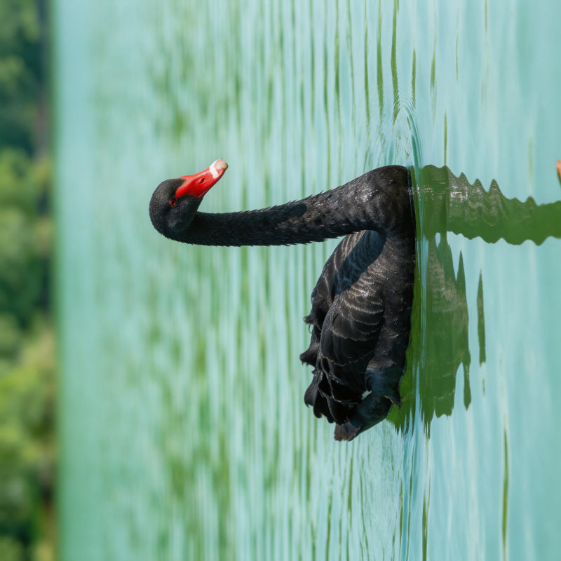 黑天鹅悠然游湖图片