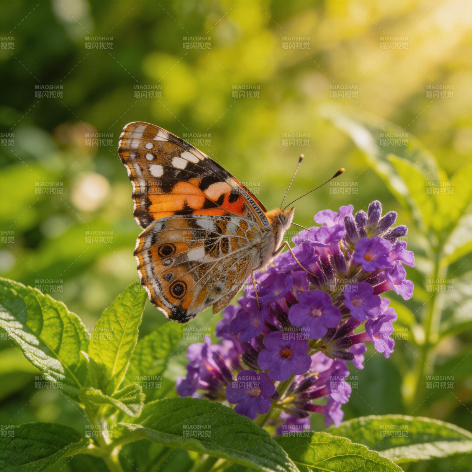 蝶舞紫花间图片