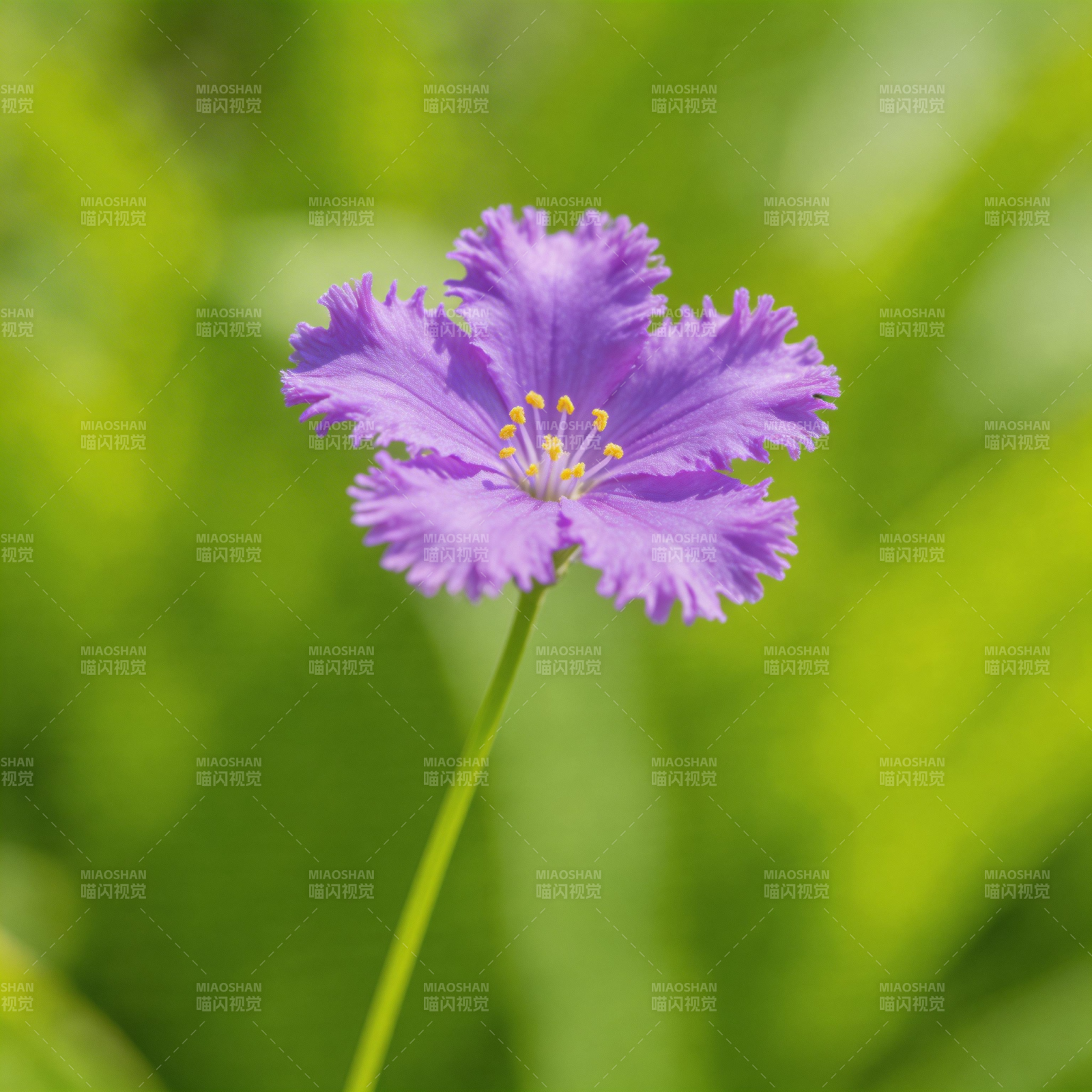 紫花绽放绿意中图片