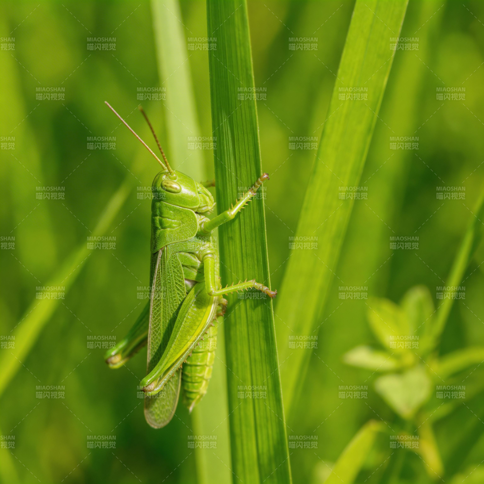 绿蚂蚱栖息草叶图片