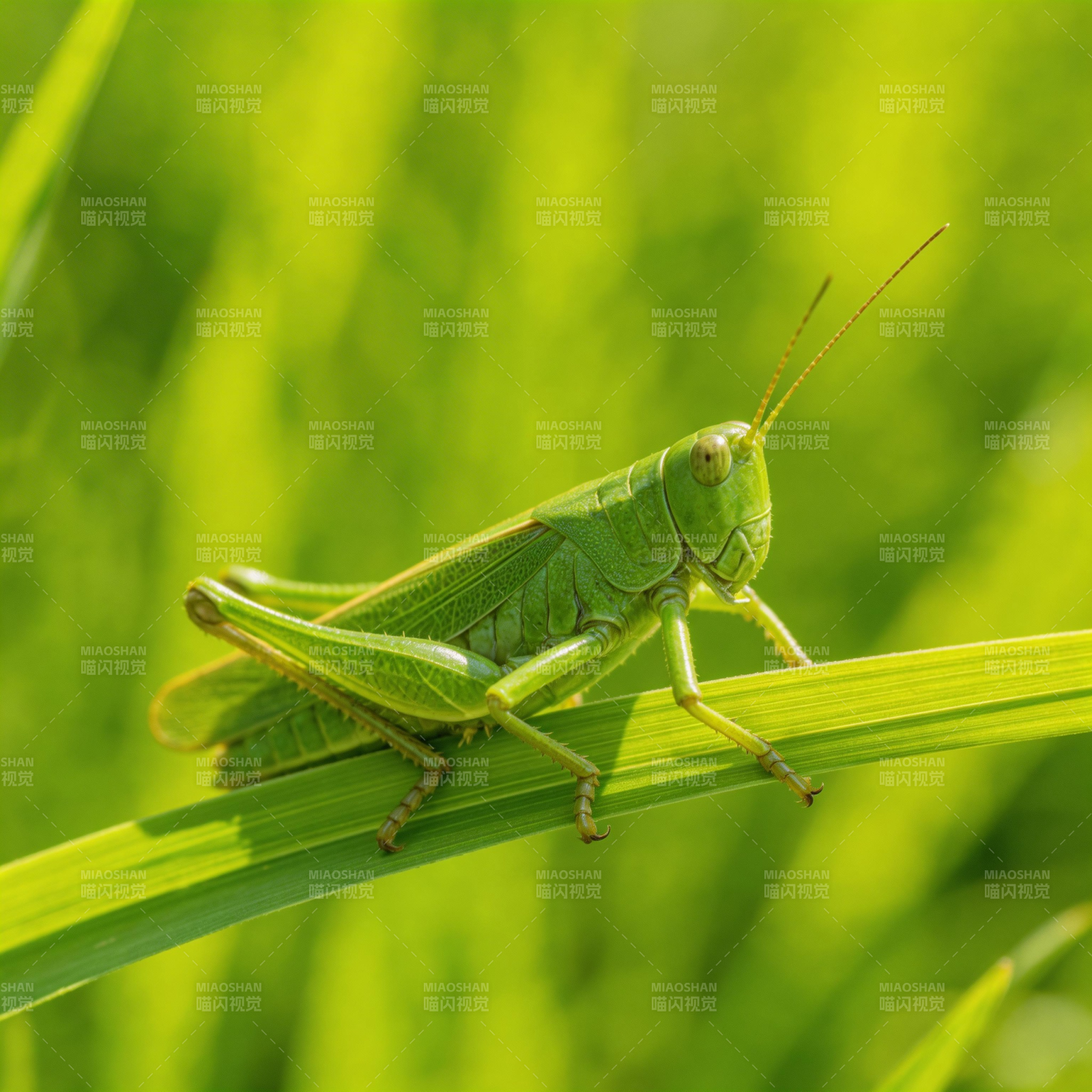 绿蚂蚱栖草叶图片
