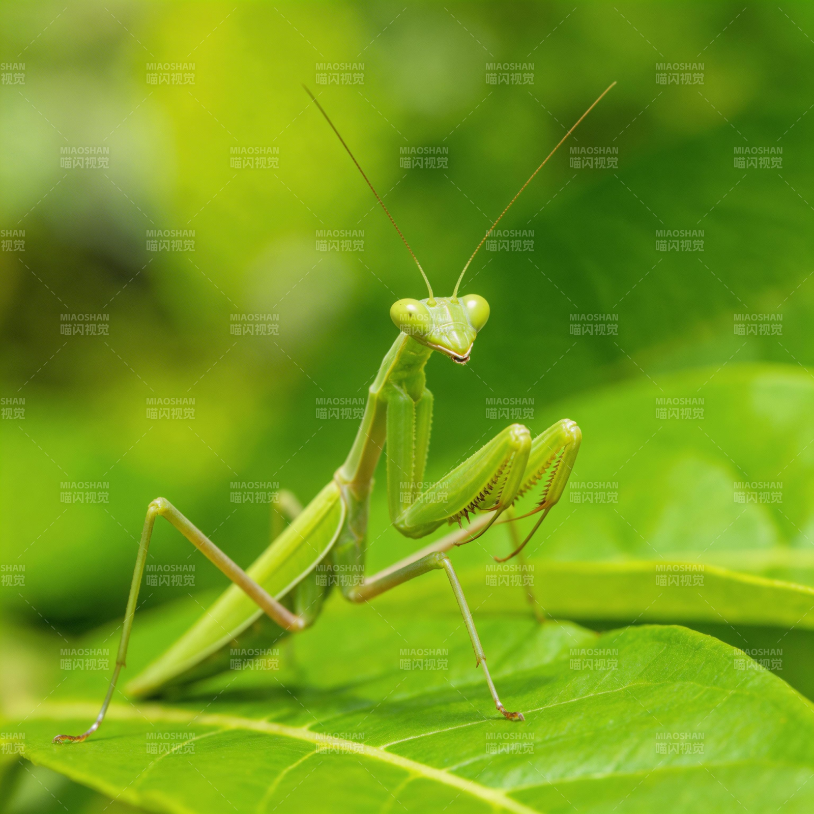 绿螳螂栖叶上图片
