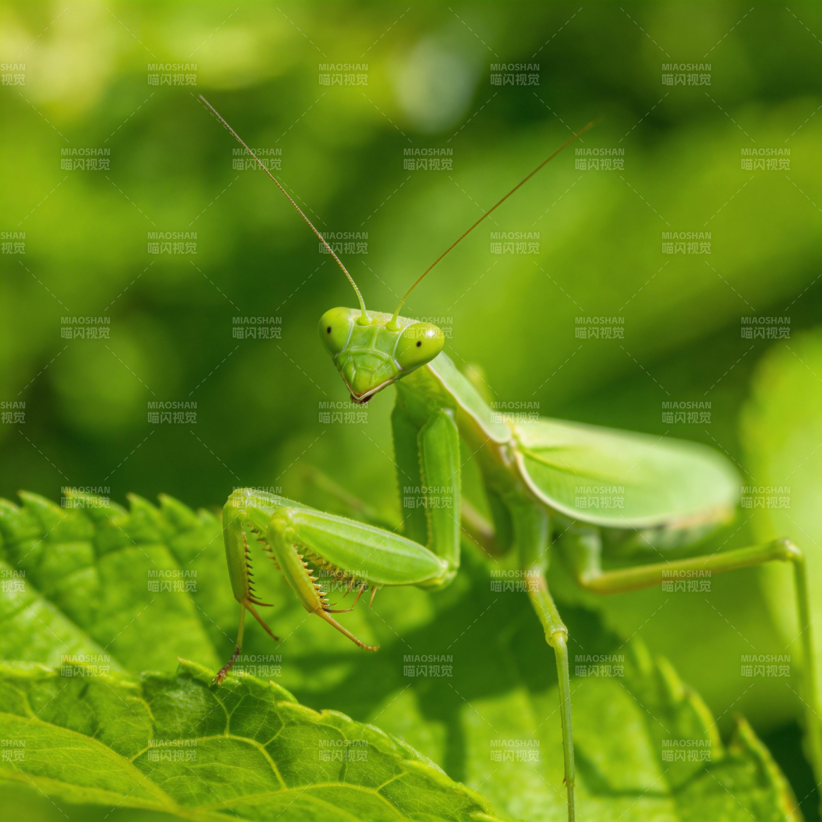 绿螳螂栖叶图片