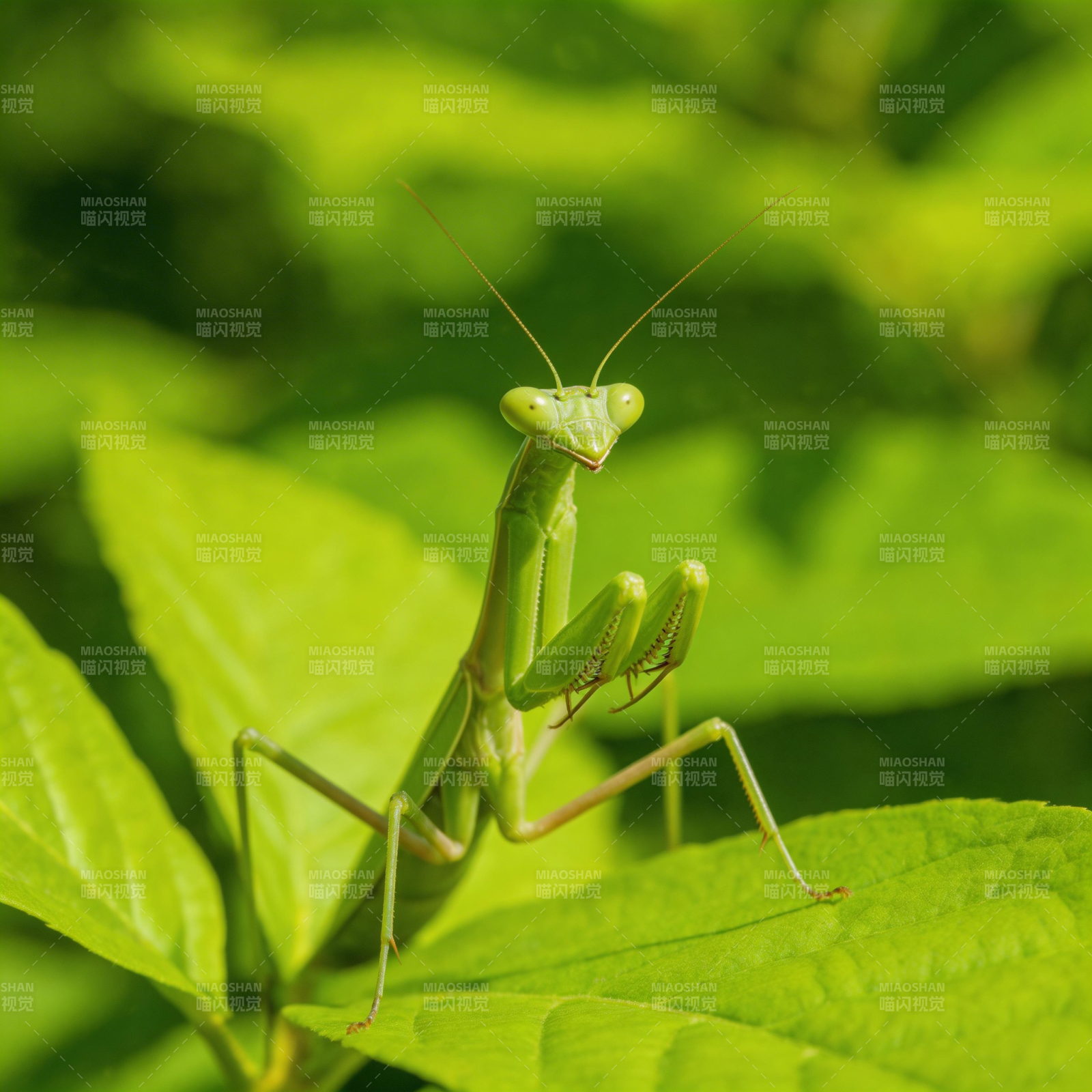 绿叶上的螳螂图片