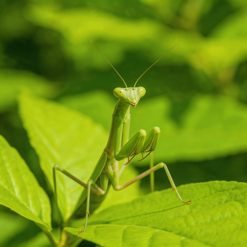 绿叶上的螳螂图片