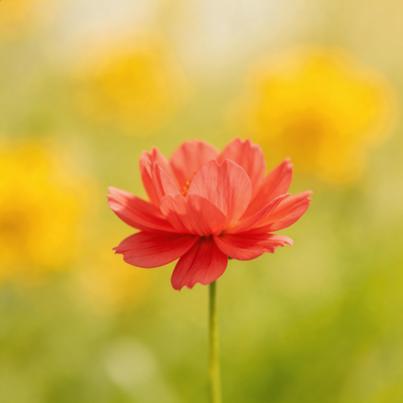 红花绽放 春意盎然图片