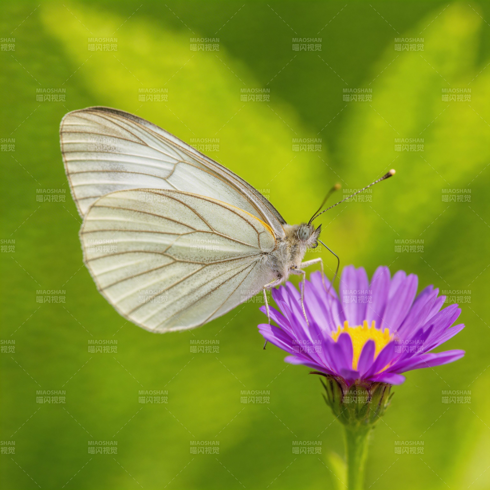 白蝶栖紫花图片