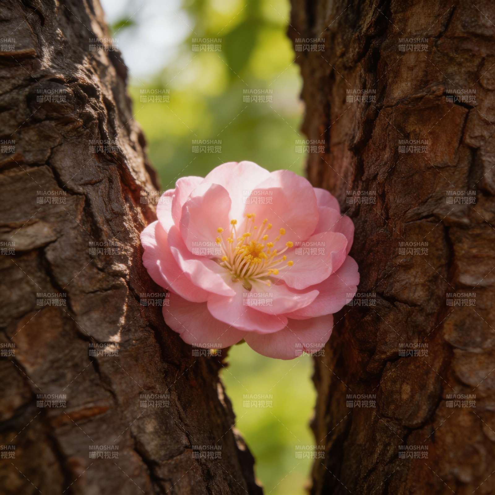 花绽树隙间图片