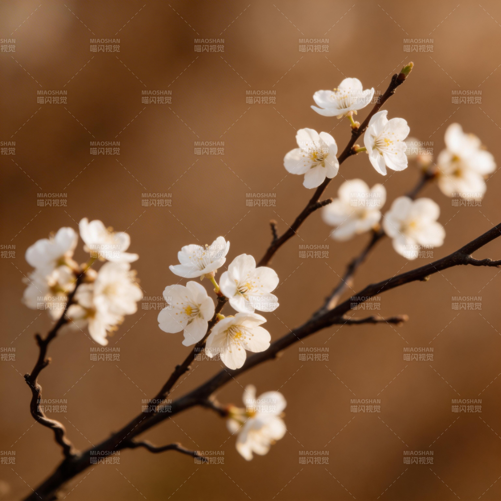 樱花绽放枝头图片