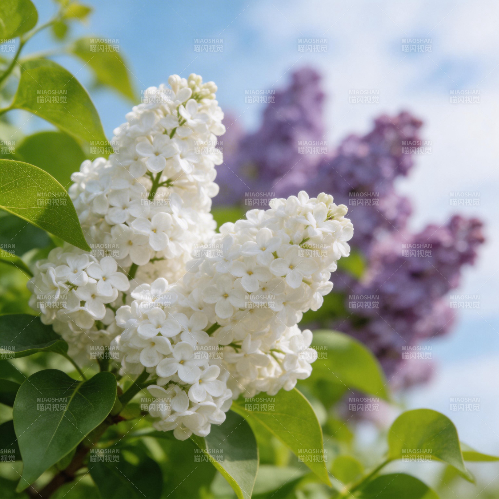 白紫丁香花绽放图片
