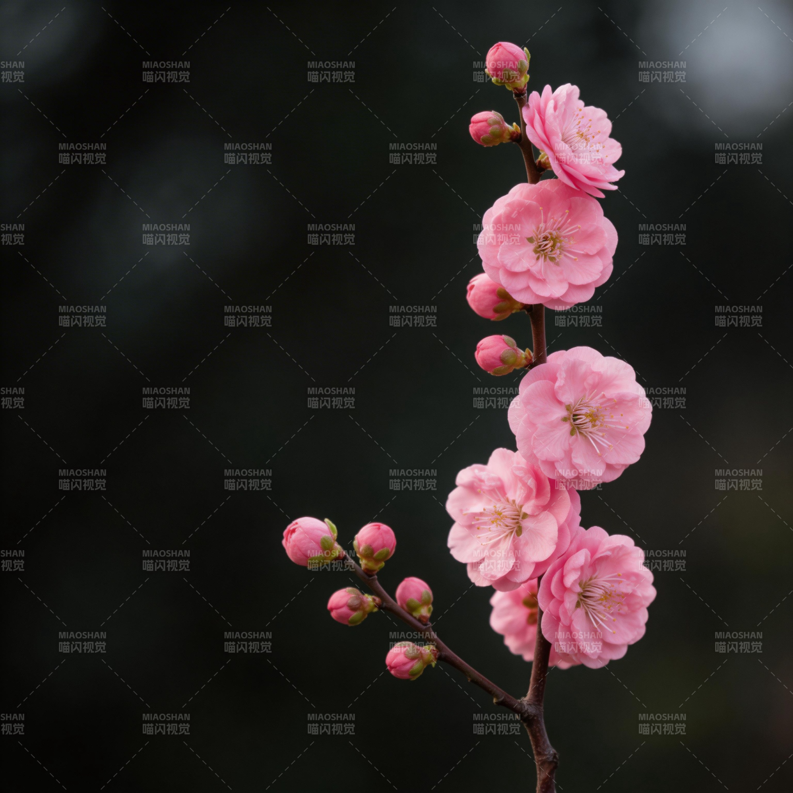 粉梅绽放枝头图片