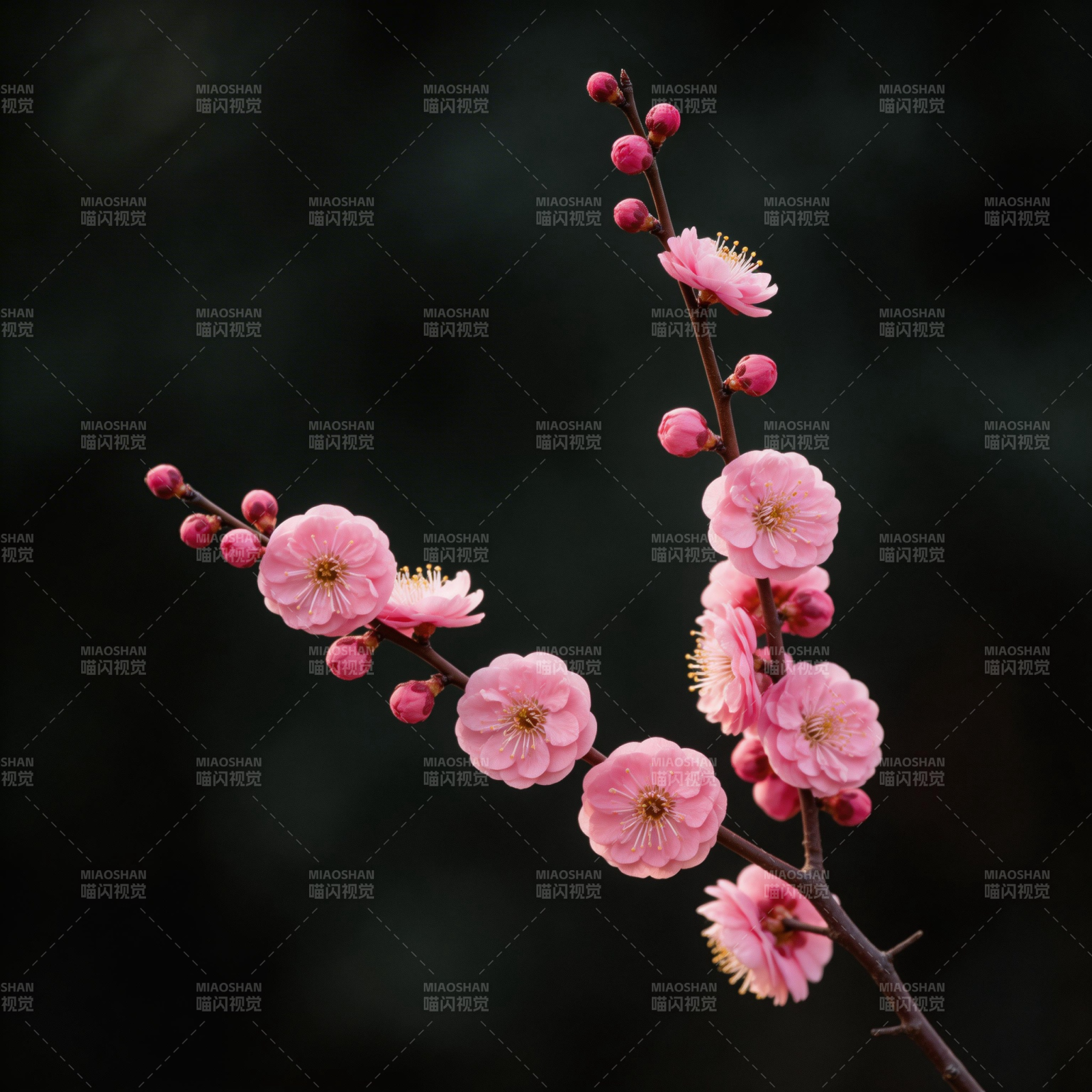 梅花绽放枝头图片