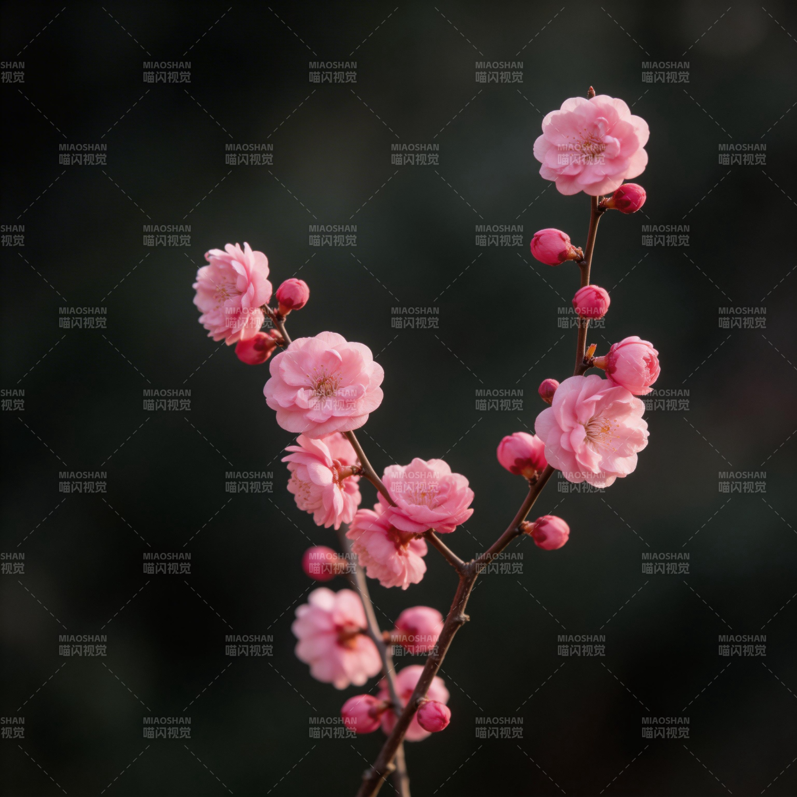 粉梅绽放枝头图片