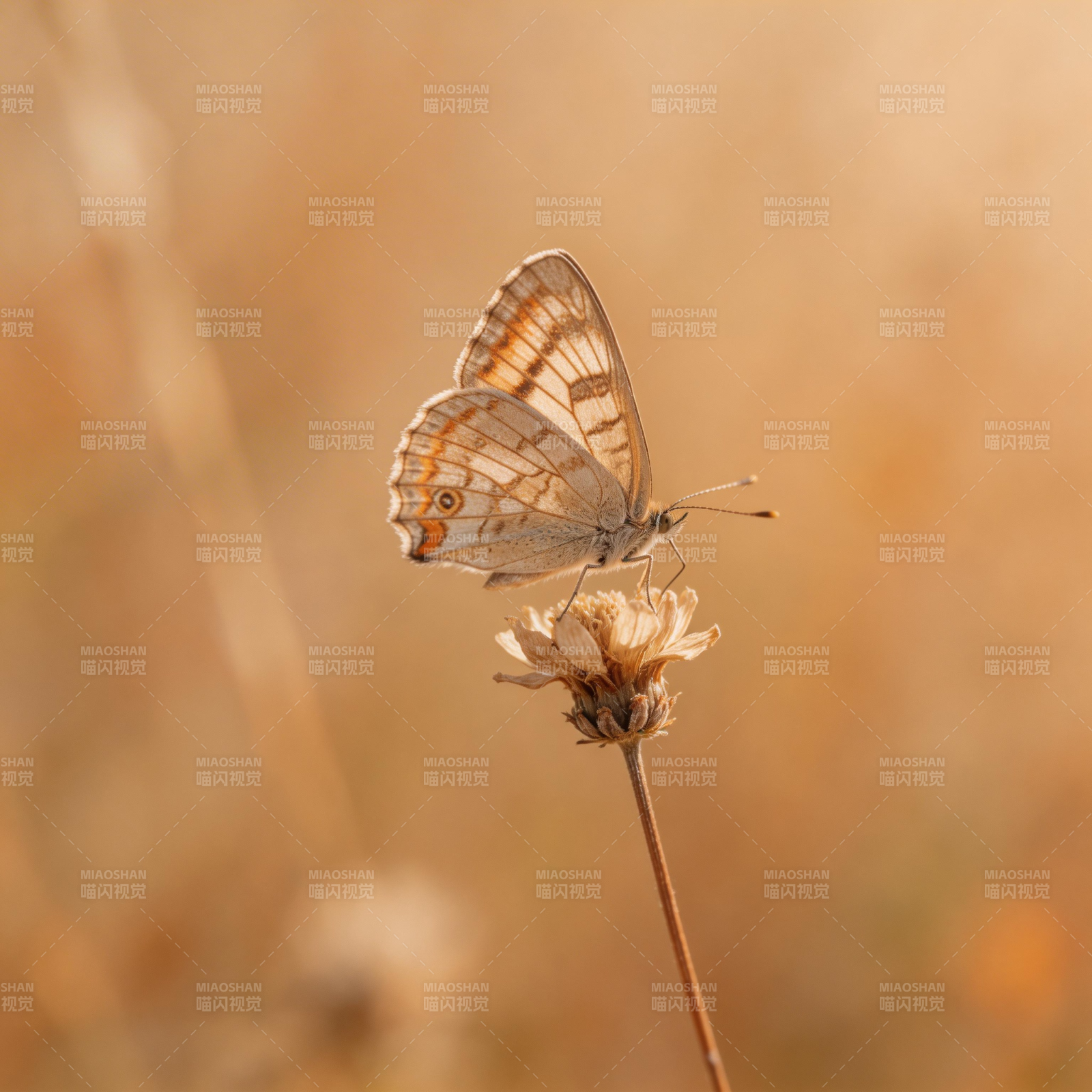 蝶栖枯花 静谧秋光图片