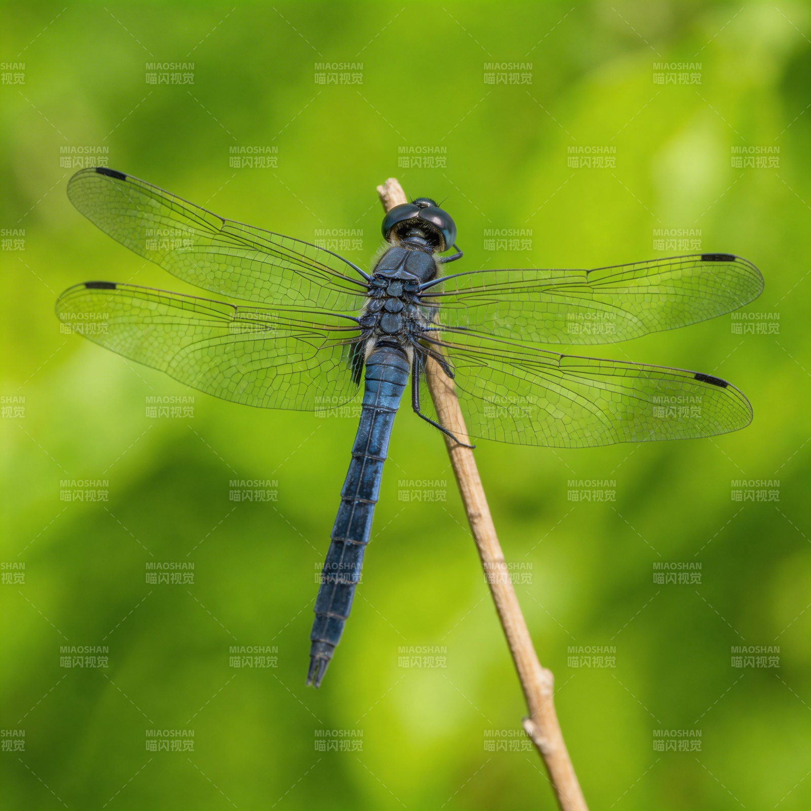 蓝蜻蜓栖枝图片