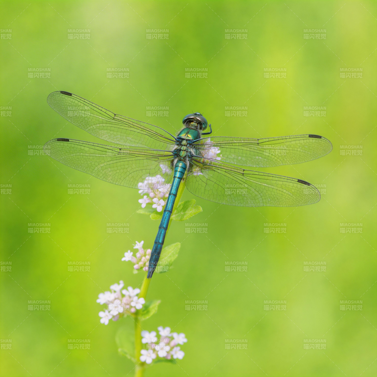 翠色蜻蜓栖花枝图片