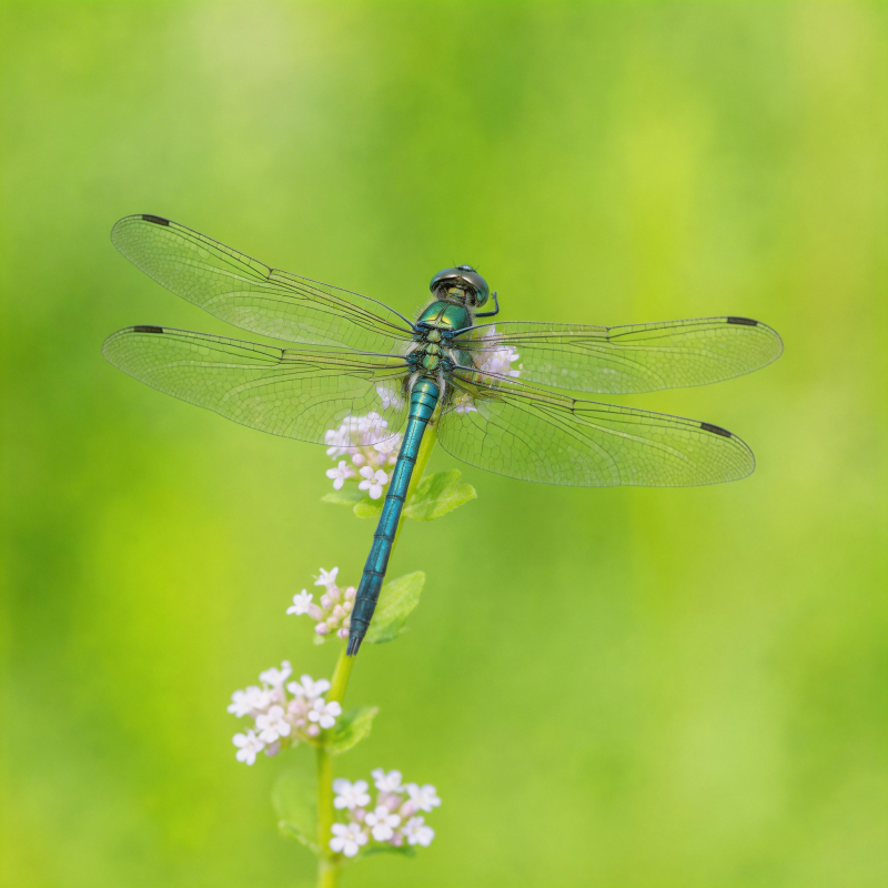翠色蜻蜓栖花枝图片