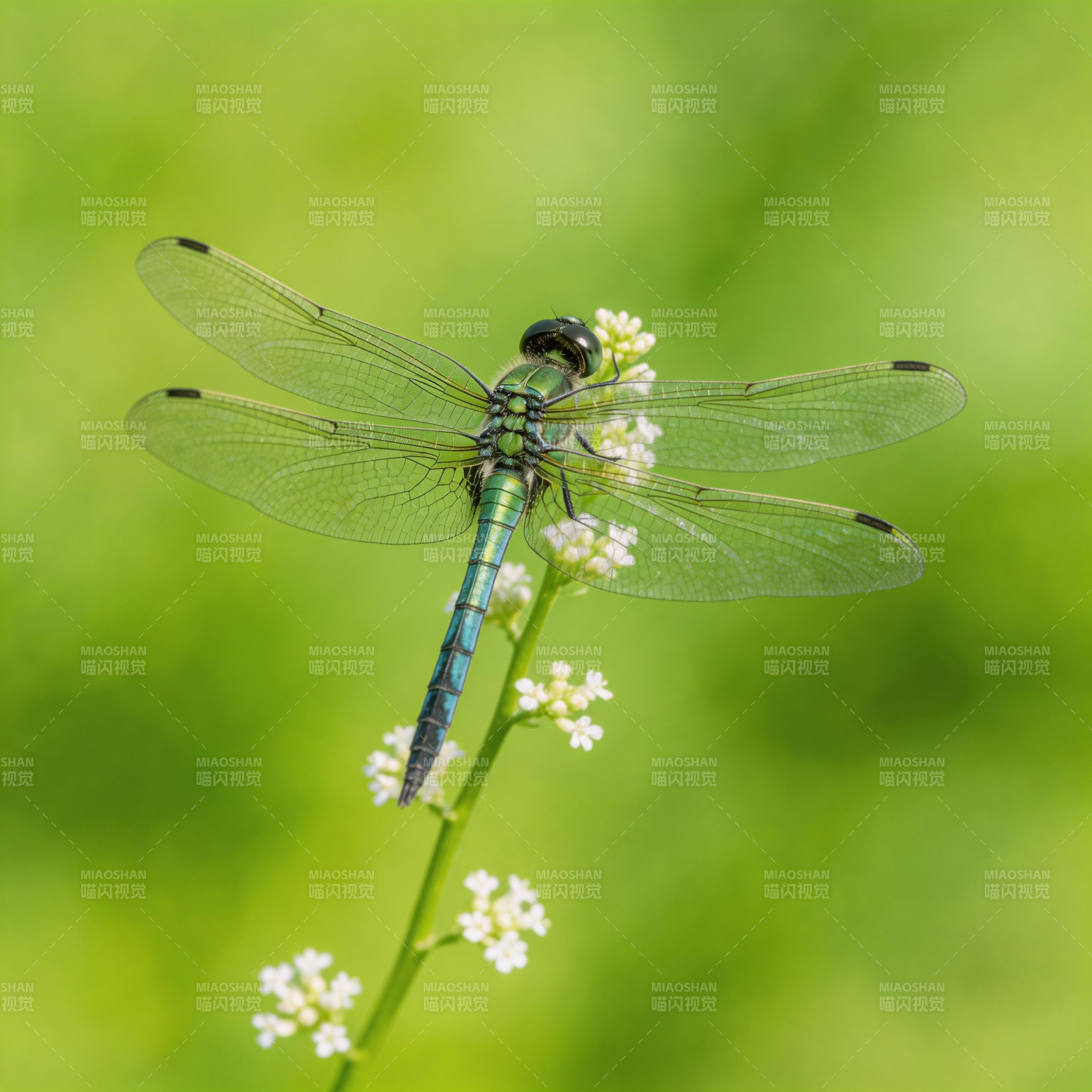 蜻蜓栖花 绿意盎然图片