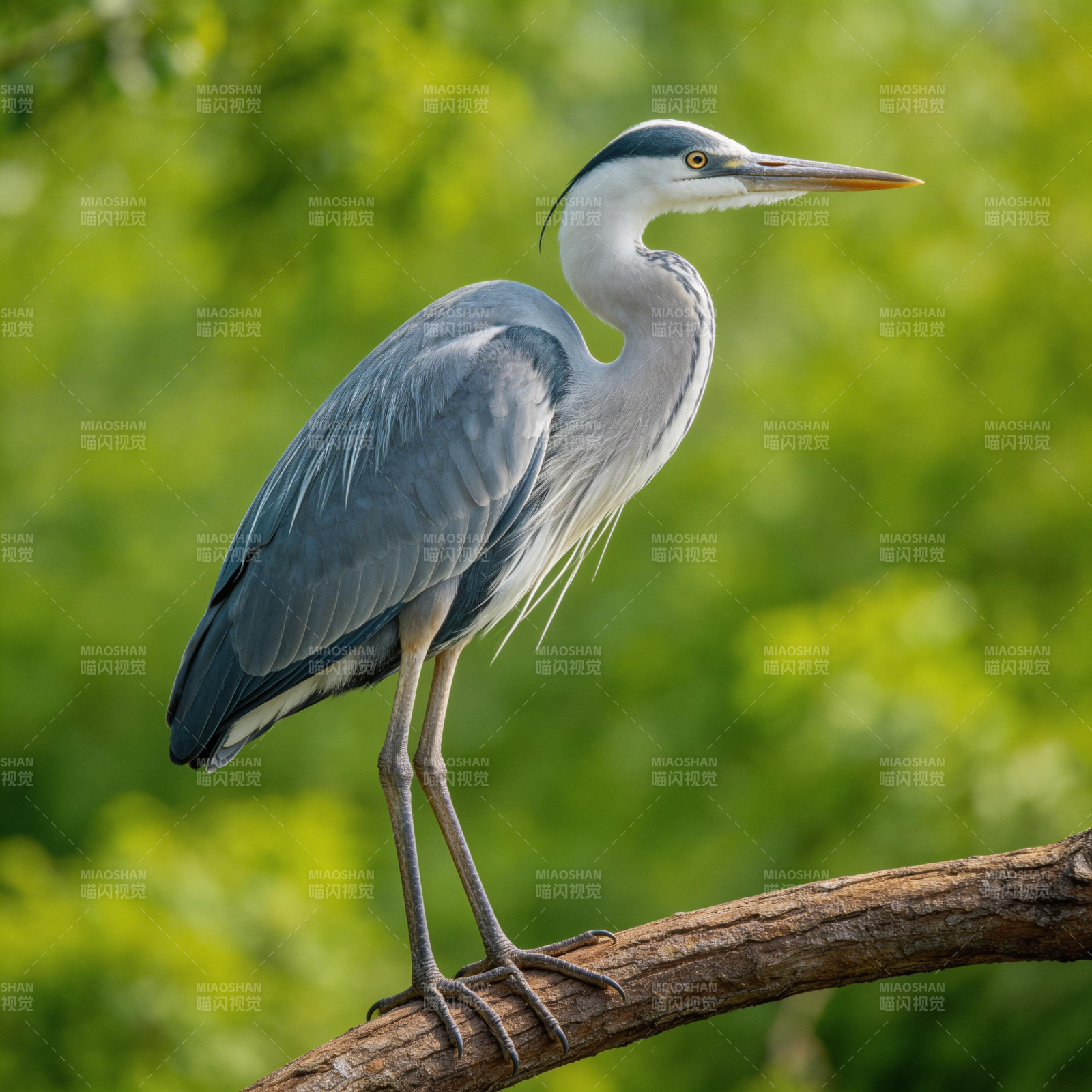 灰鹭栖枝 静观绿意图片