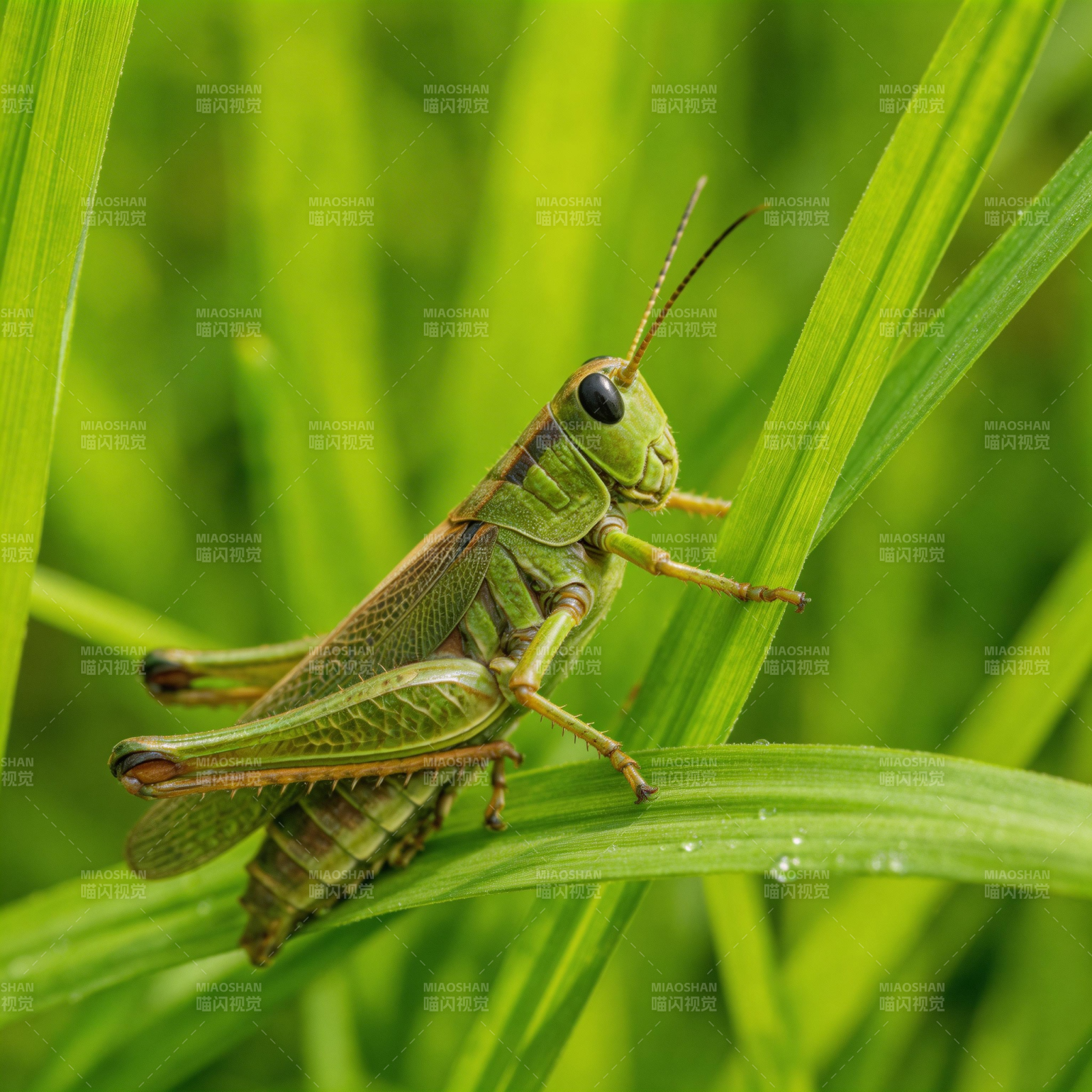 绿草中的蚱蜢图片