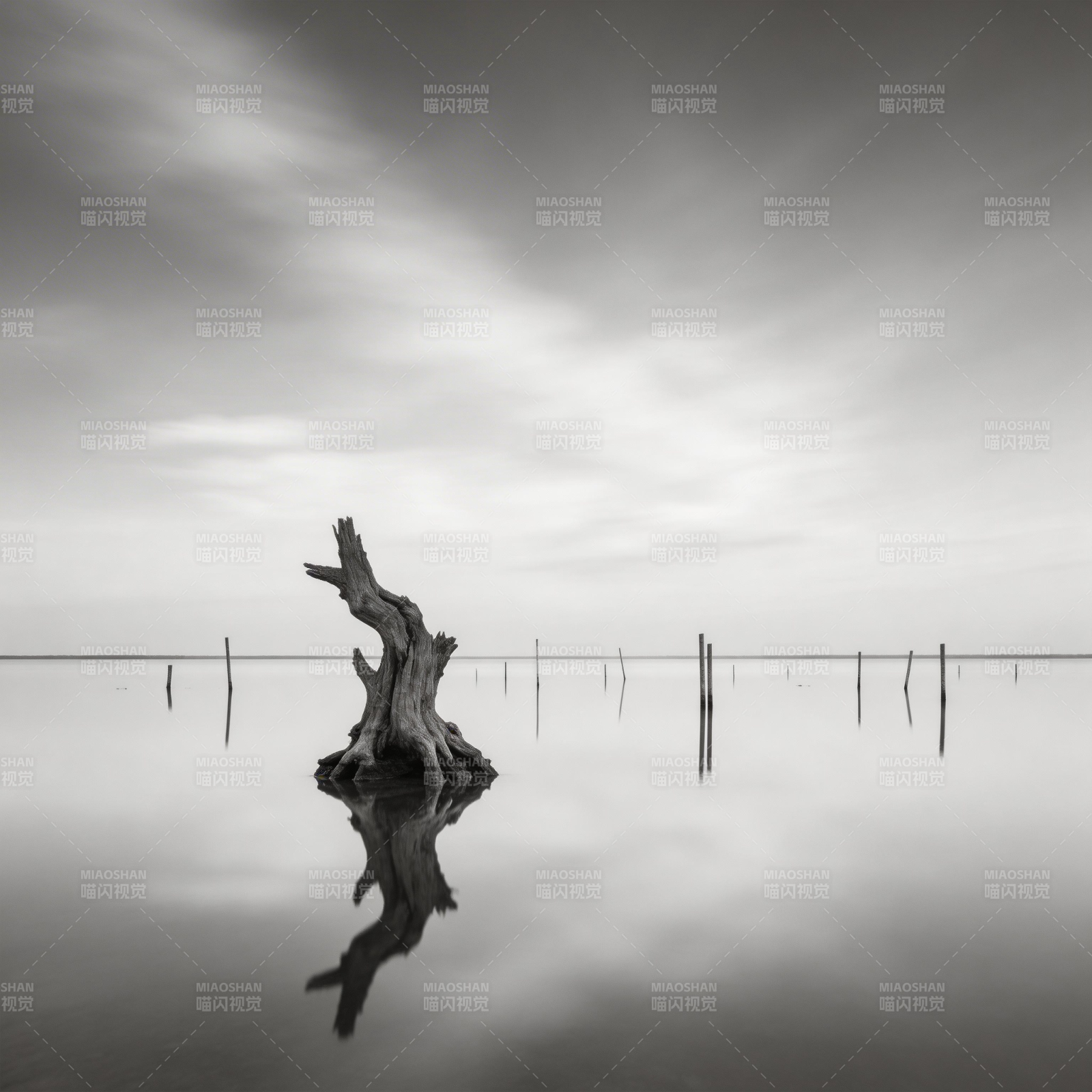 孤木映水静图片