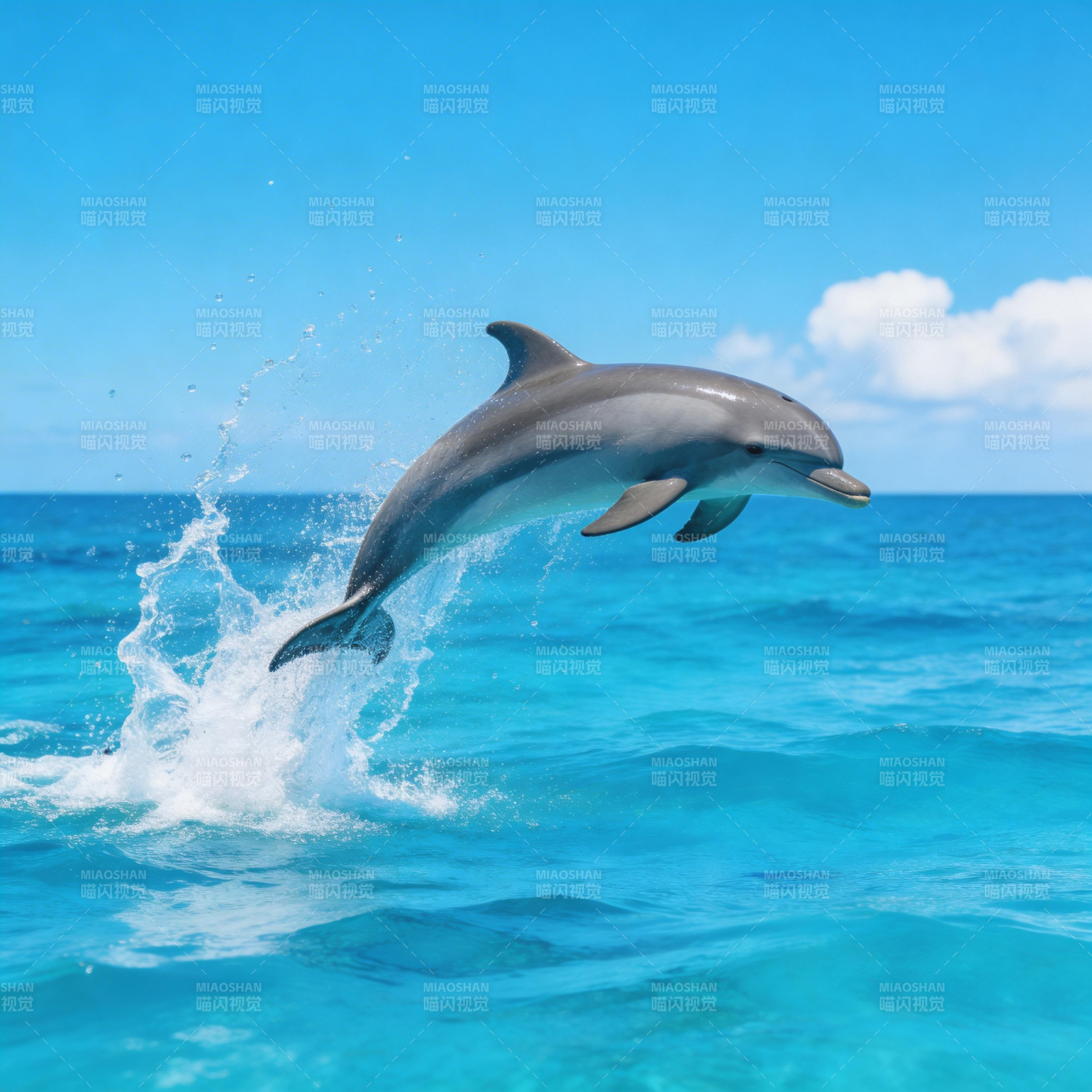 海豚跃出碧海图片