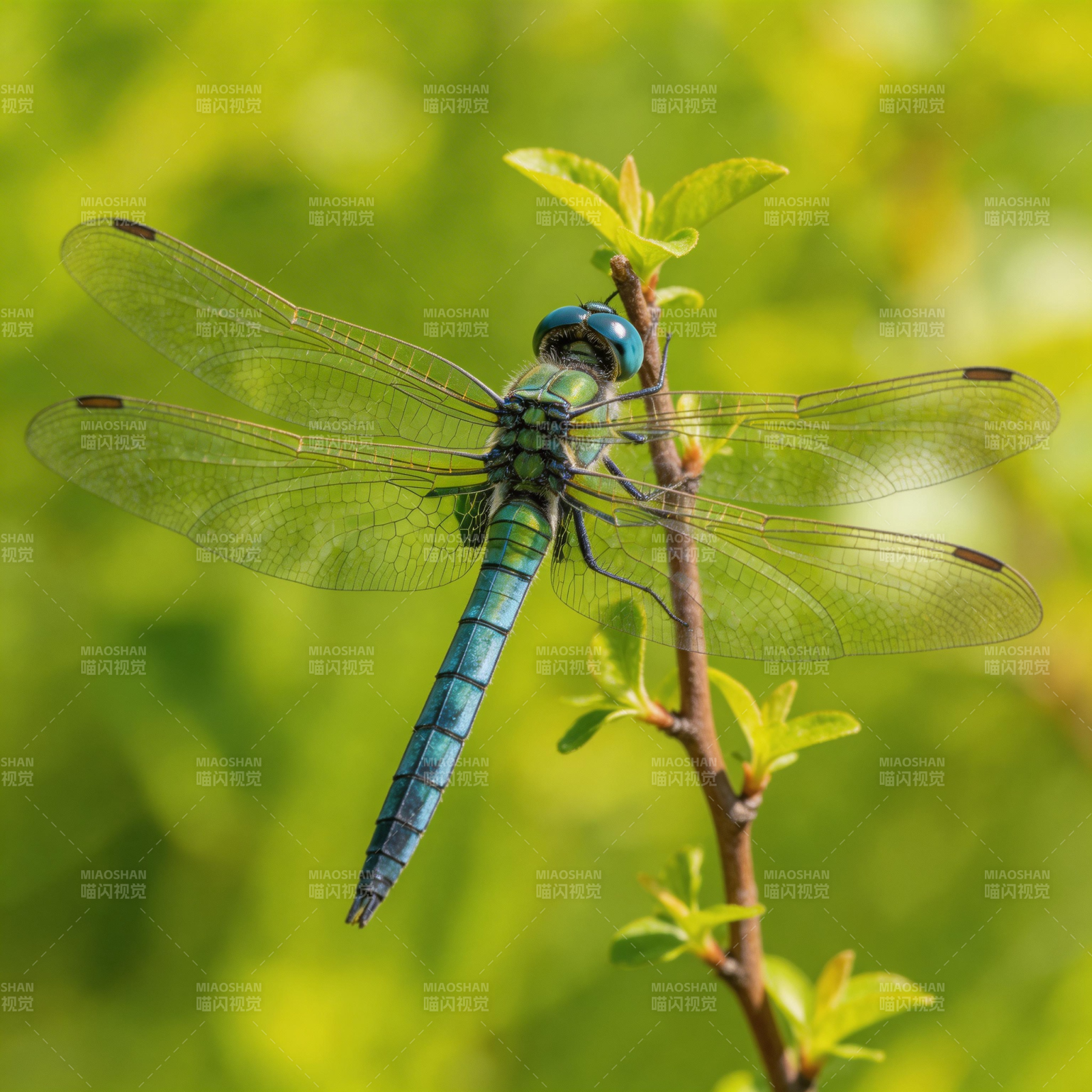 蓝蜻蜓栖枝头图片