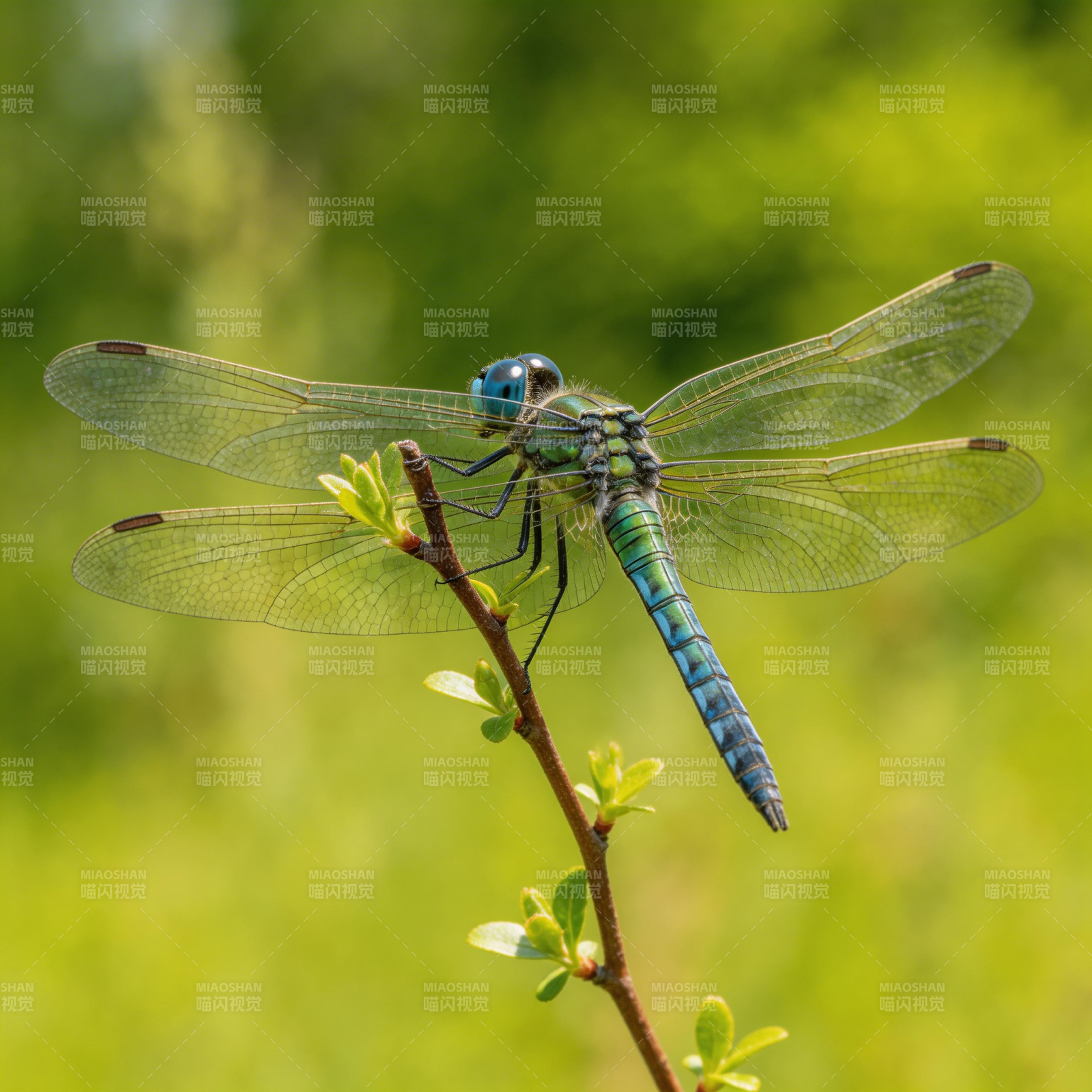 蓝蜻蜓栖枝头图片