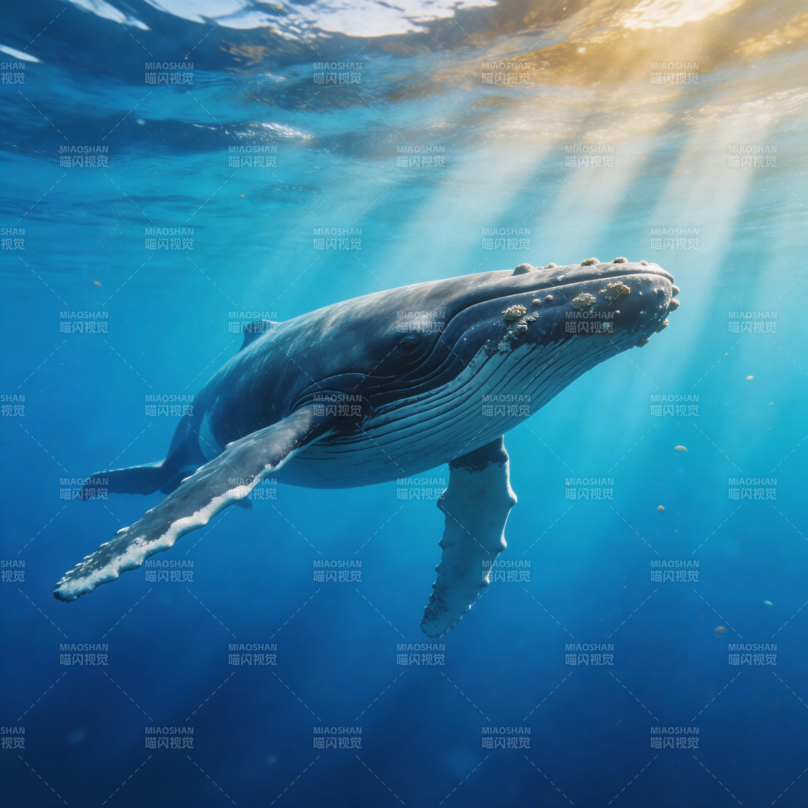 鲸鱼畅游深海图片
