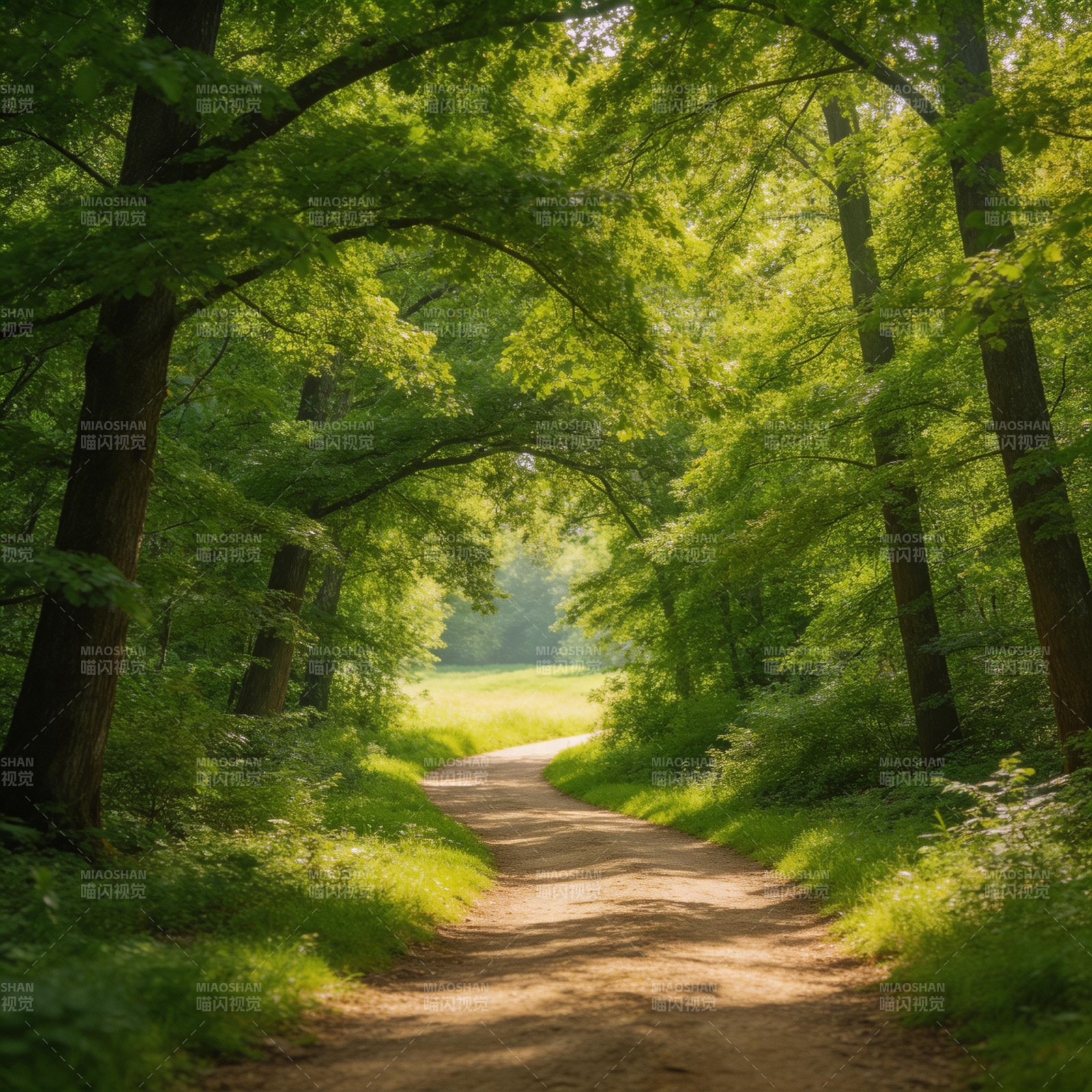 林间小径图片