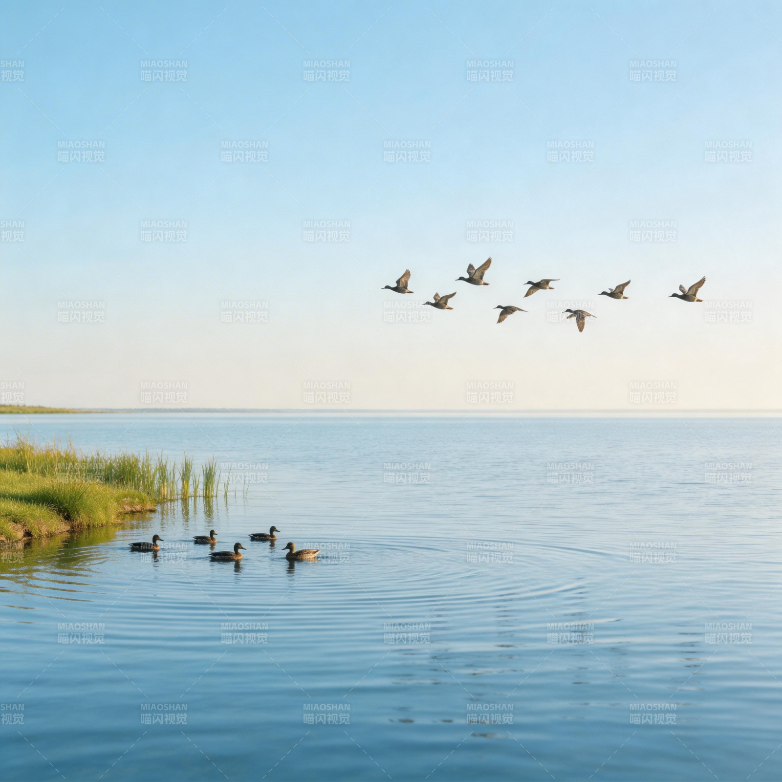 湖上飞鸟与游鸭图片