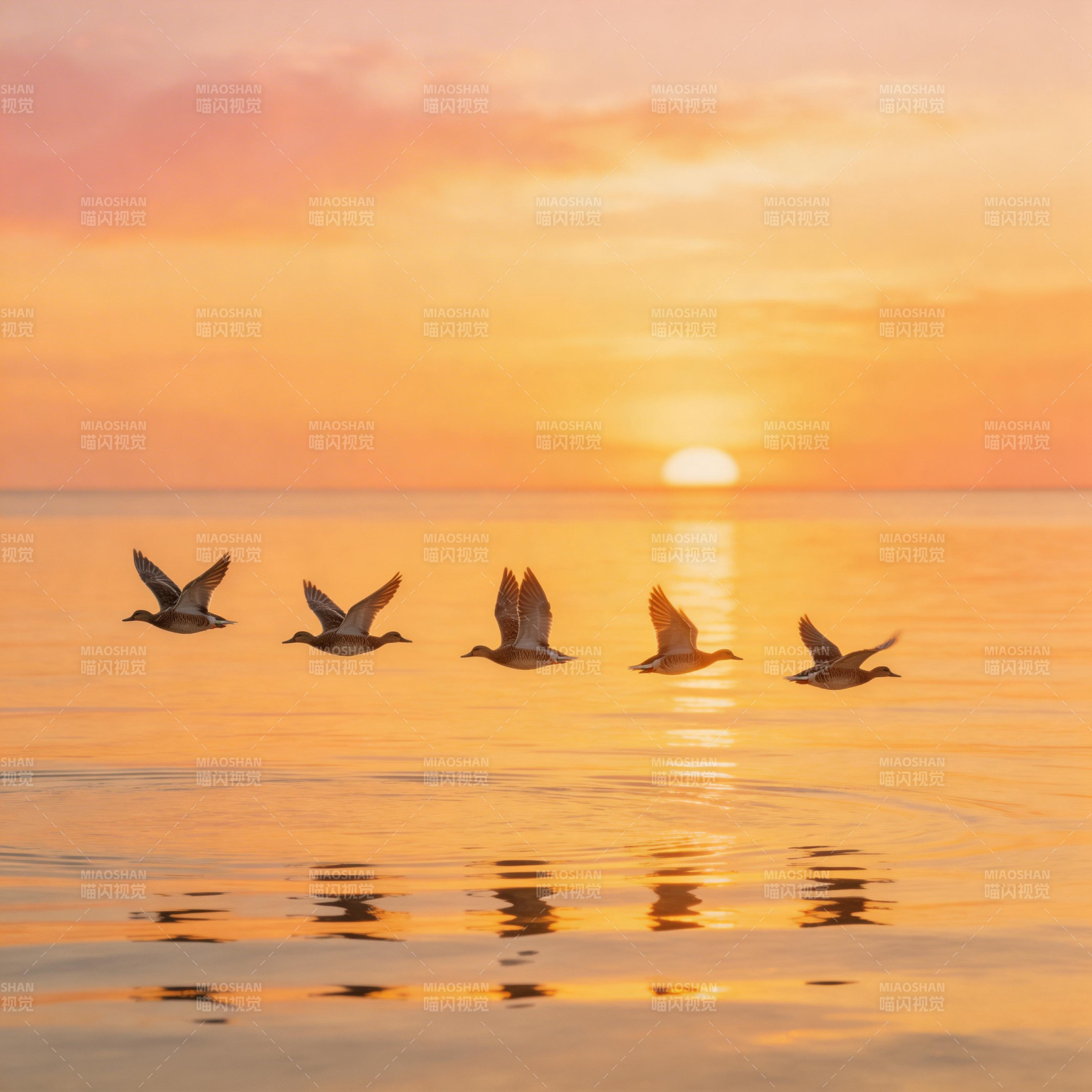飞鸟逐日图片