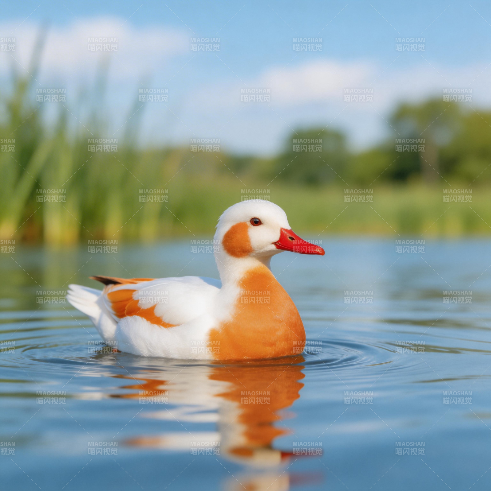 橙白鸭悠游湖面图片