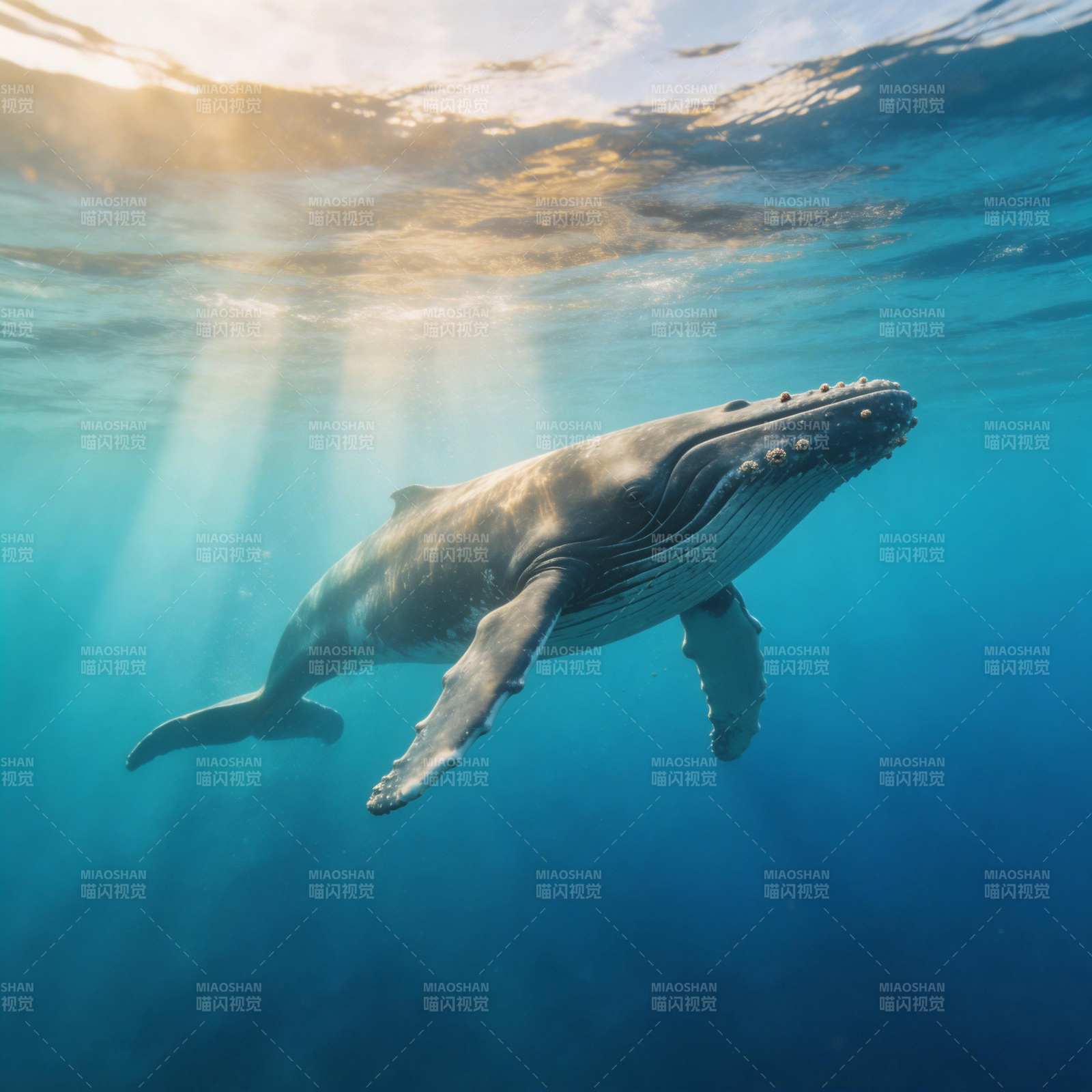 鲸鱼畅游深海图片
