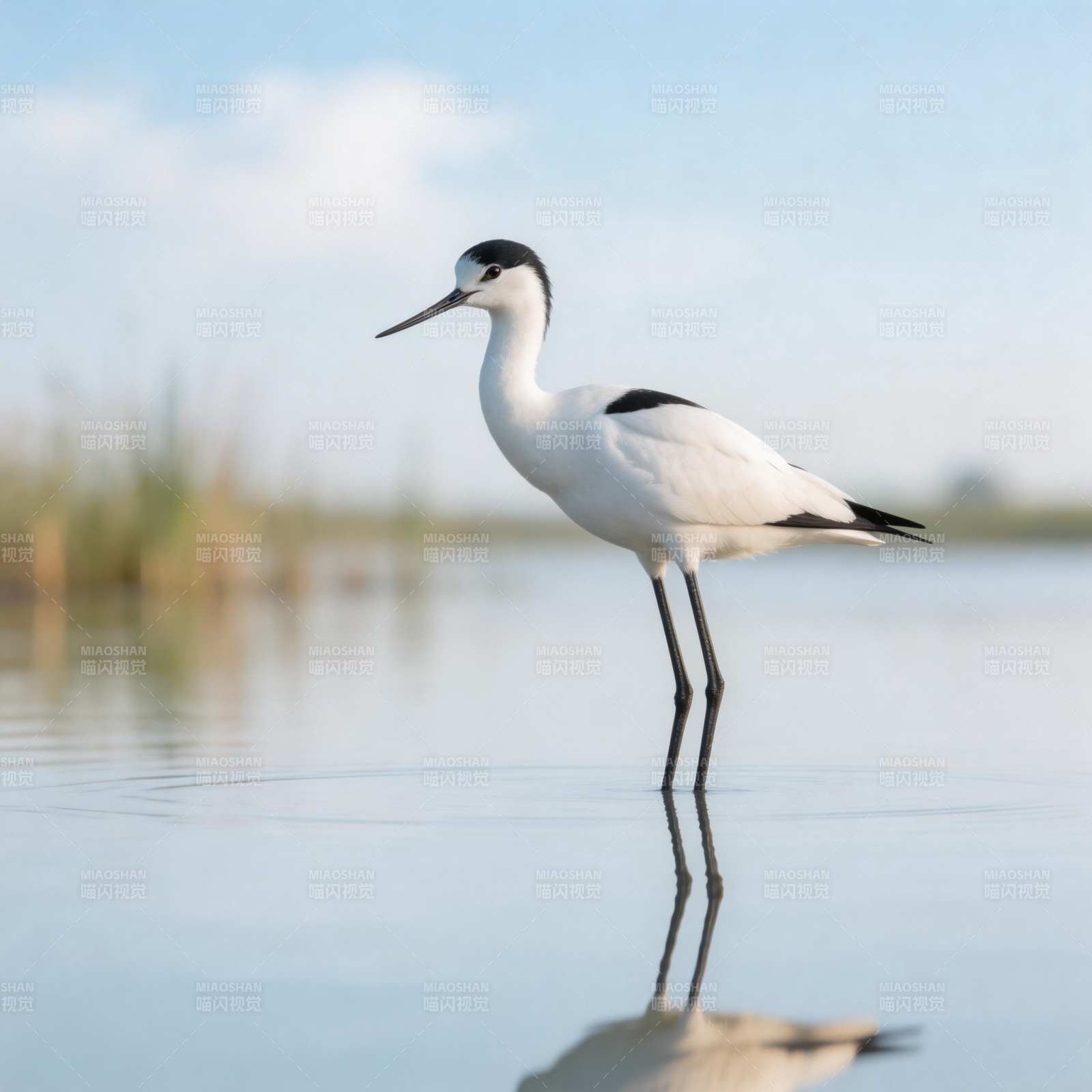 黑颈长脚鹬静立水畔图片