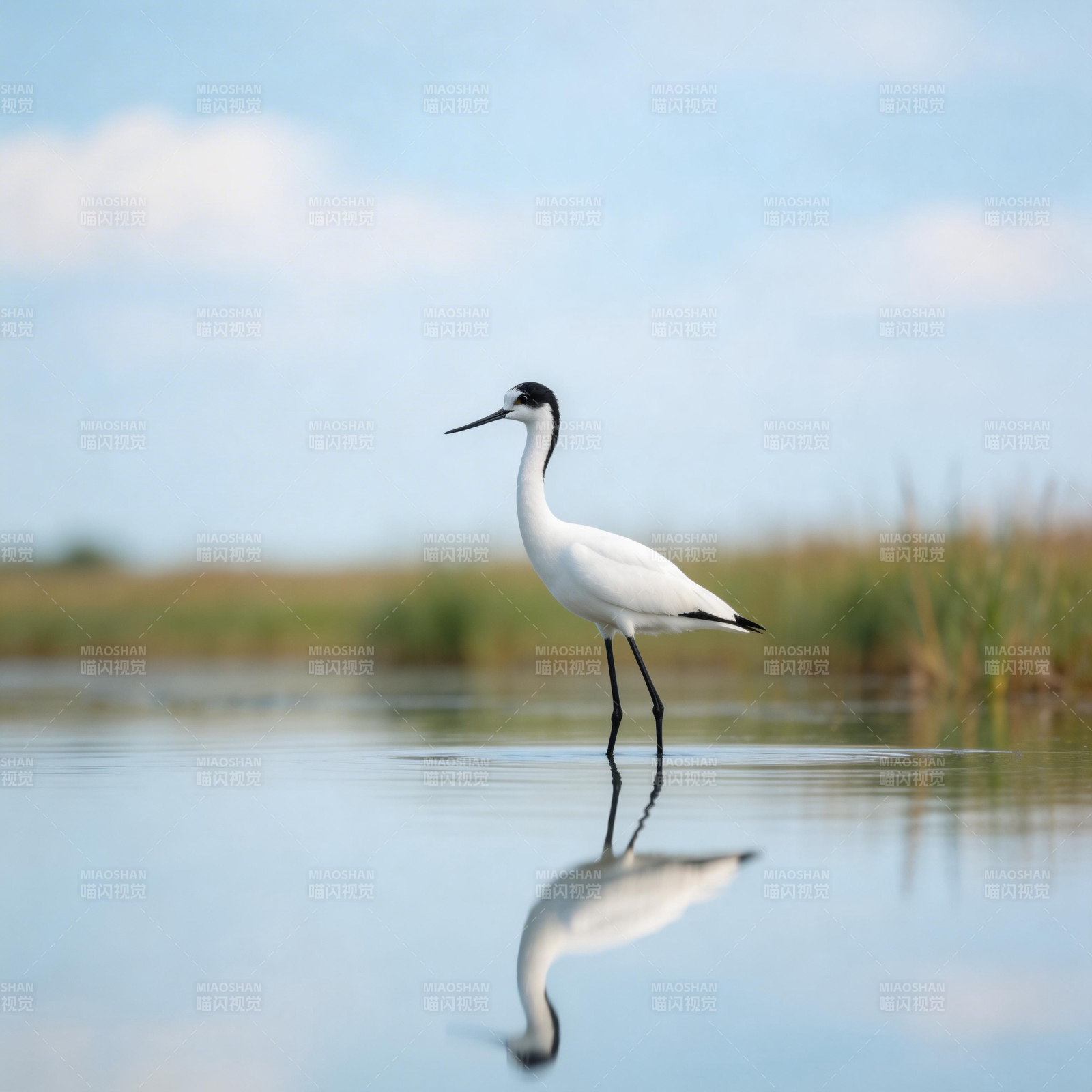 白鹭水中倒影图片