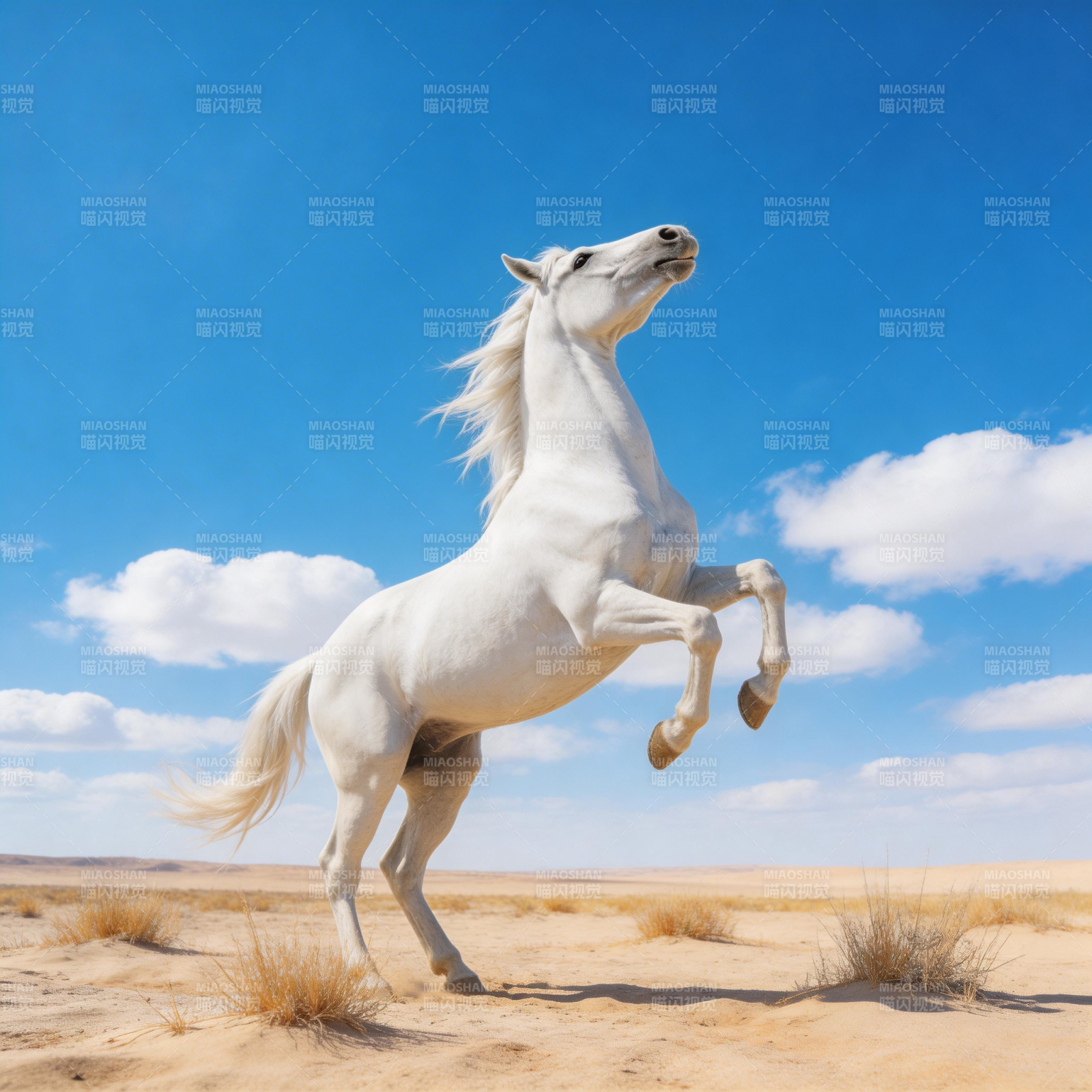 白骏腾跃沙海图片