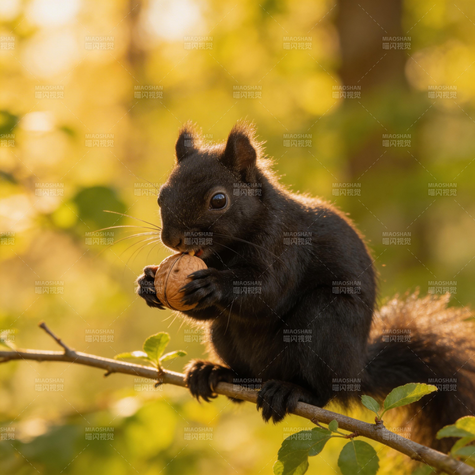 黑松鼠啃坚果图片