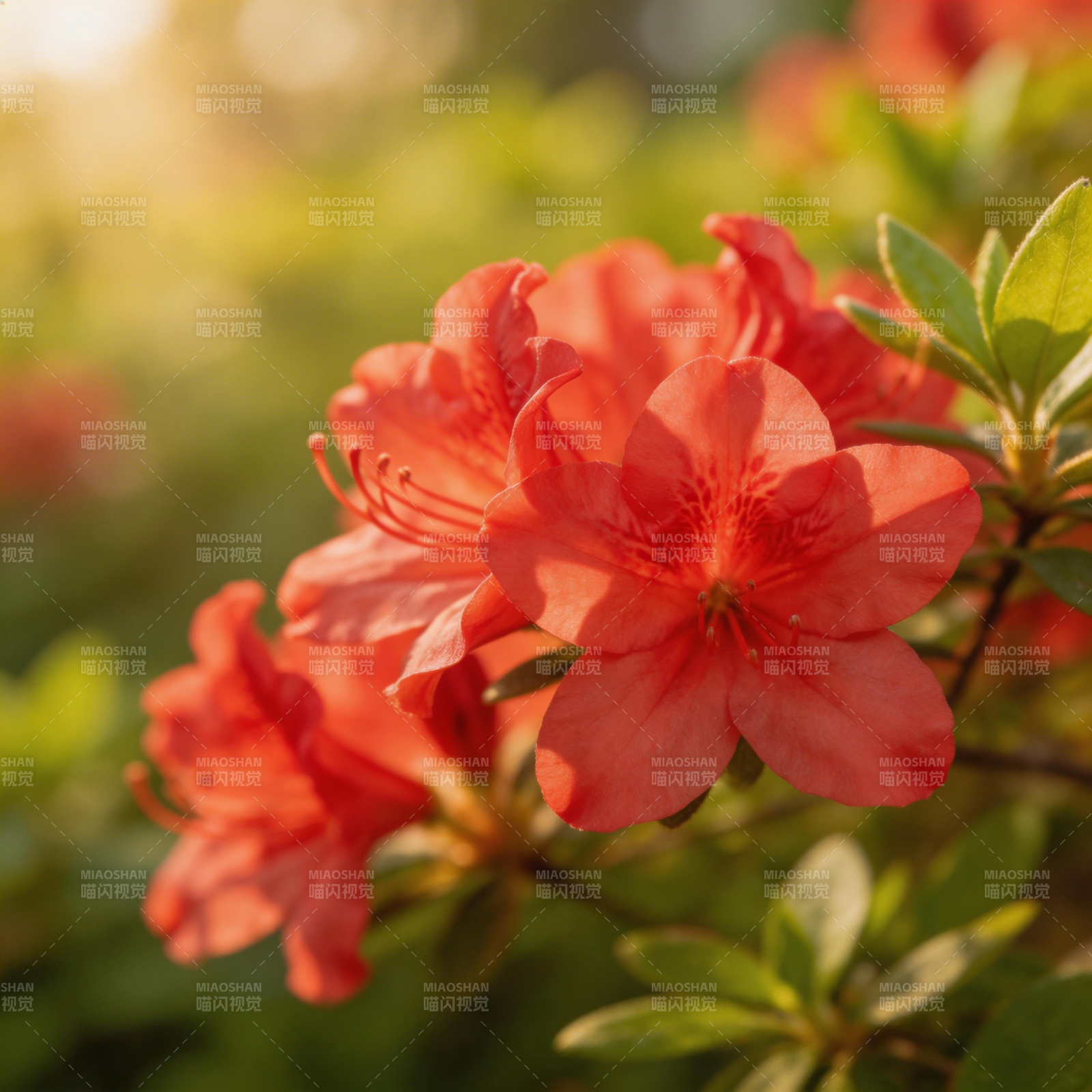 杜鹃花绽放图片