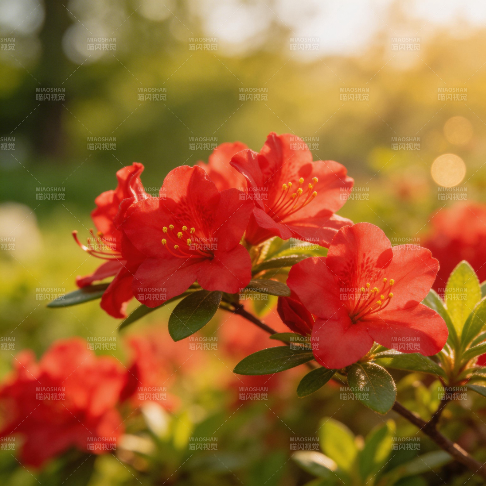 红花绽放春意浓图片