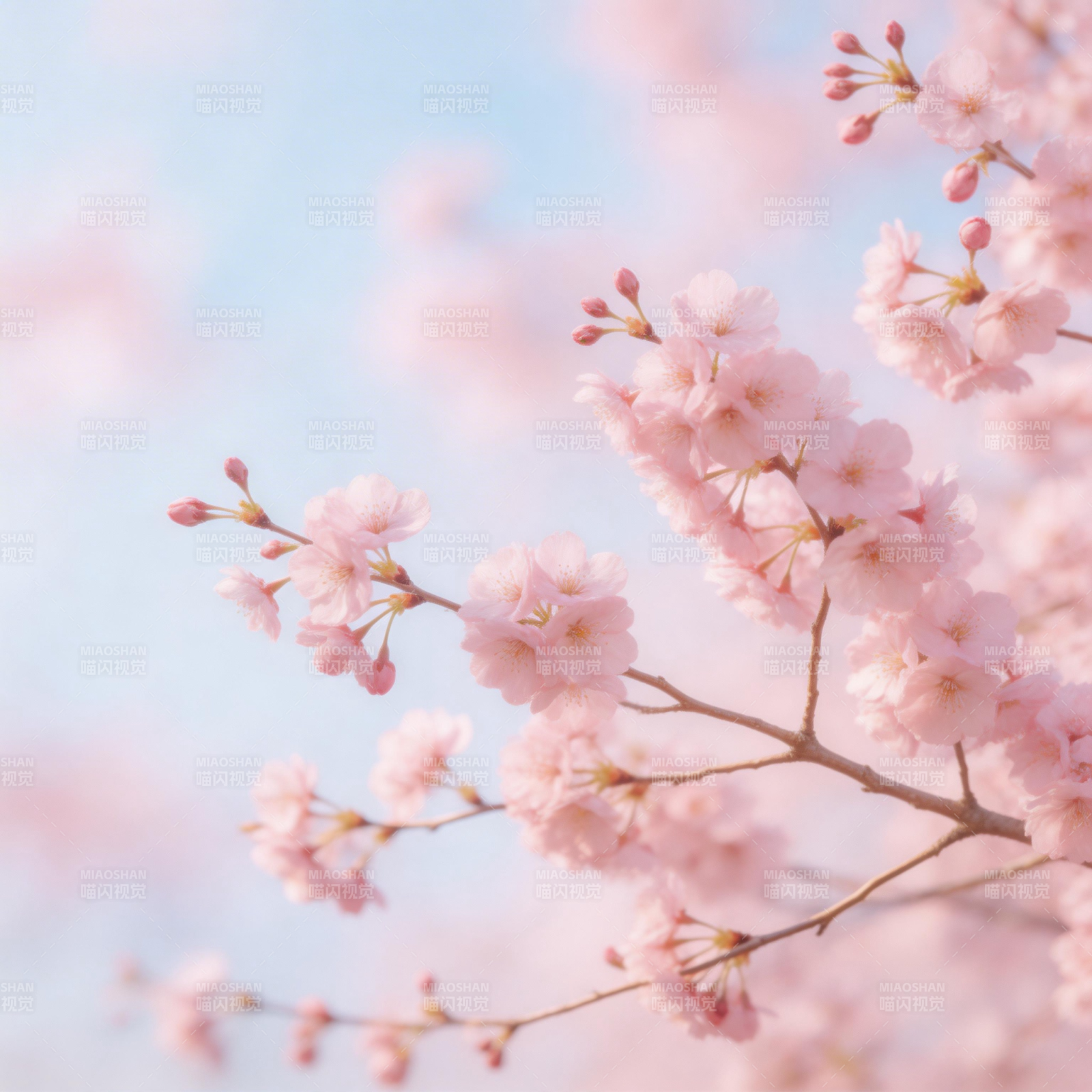 樱花绽放春意浓图片