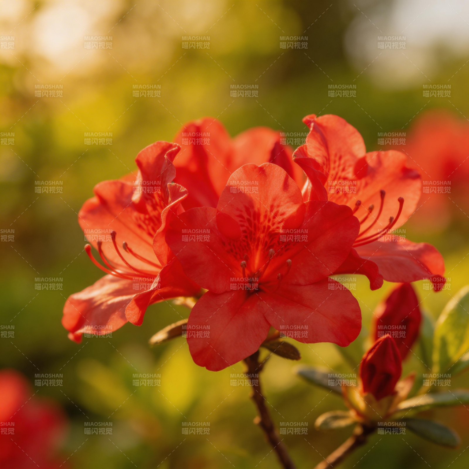 红花绽放春意浓图片