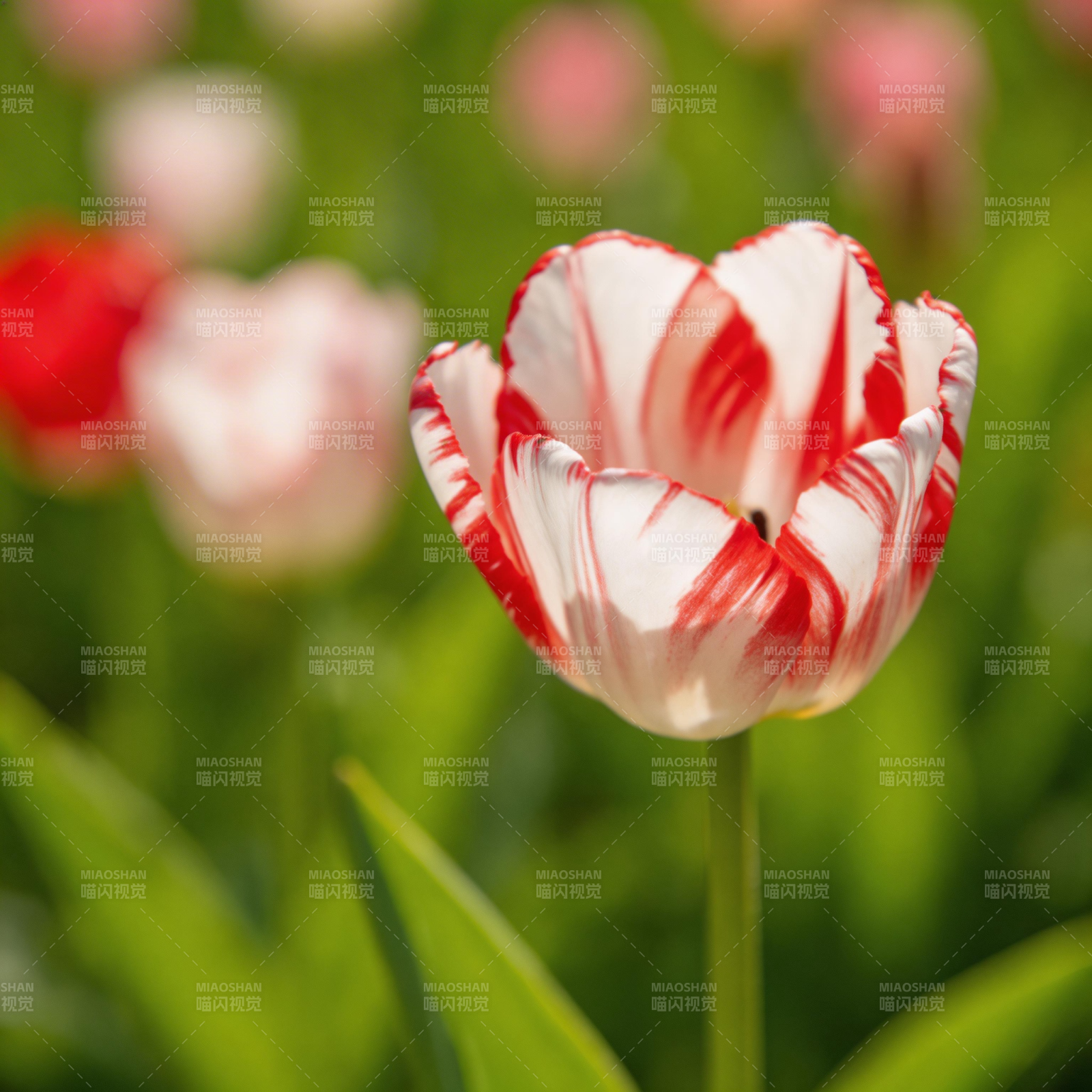 红白相间的郁金香图片