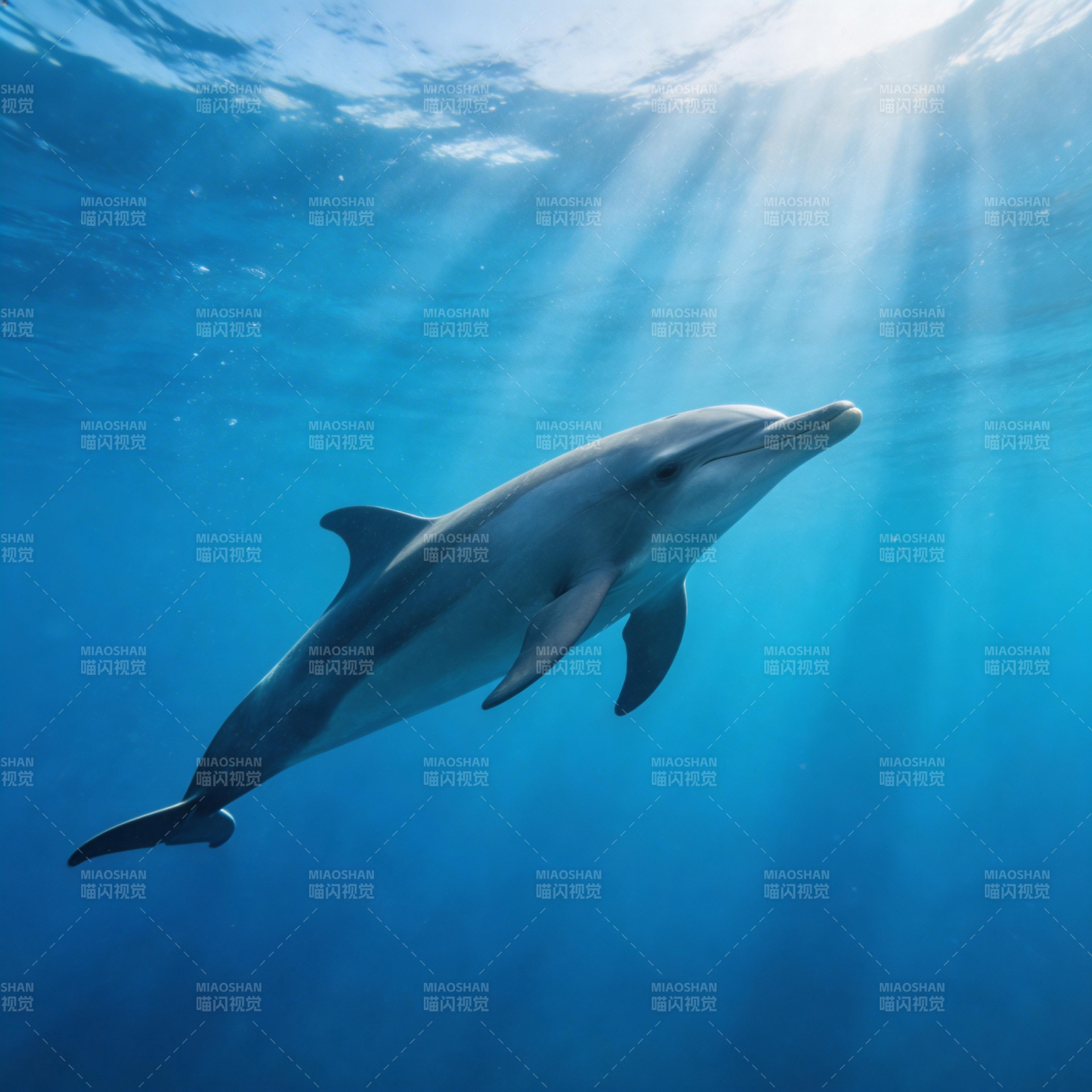 海豚跃动蓝光中图片