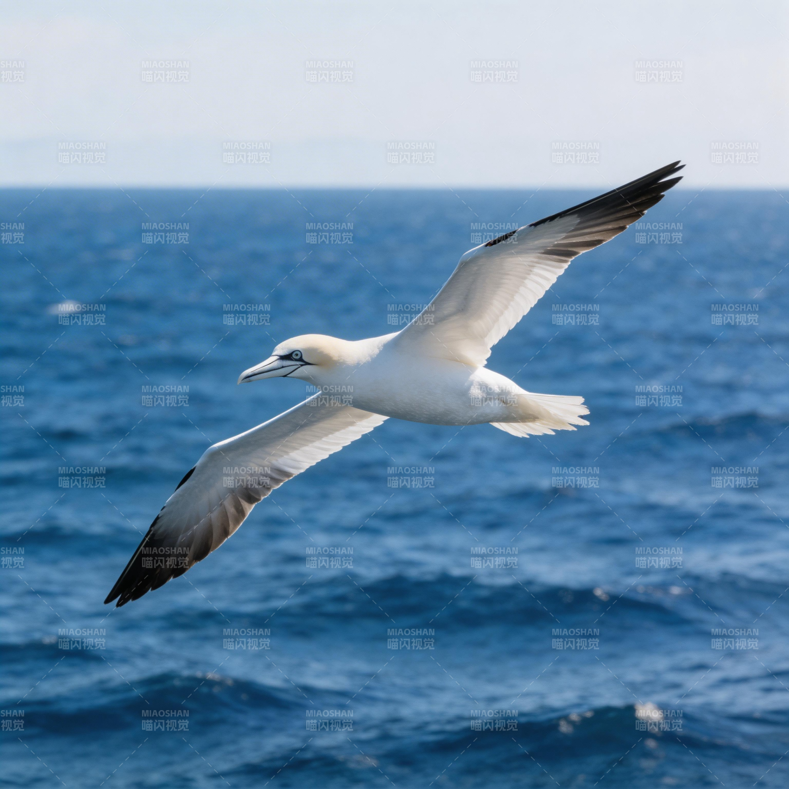 海鸟翱翔蔚蓝大海图片